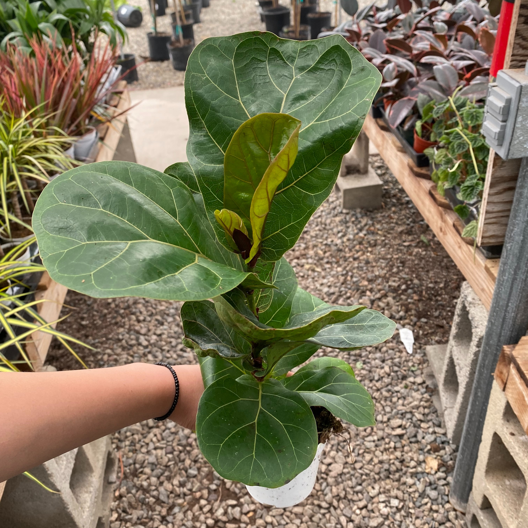 Ficus Lyrata 'Little Sunshine' | Fiddle Leaf Fig