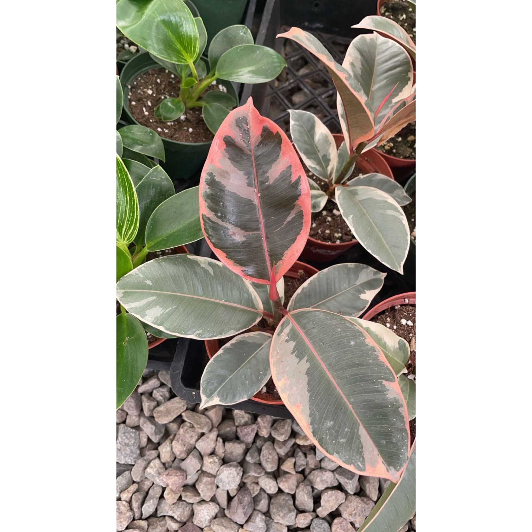 Ficus Decora 'Ruby'
