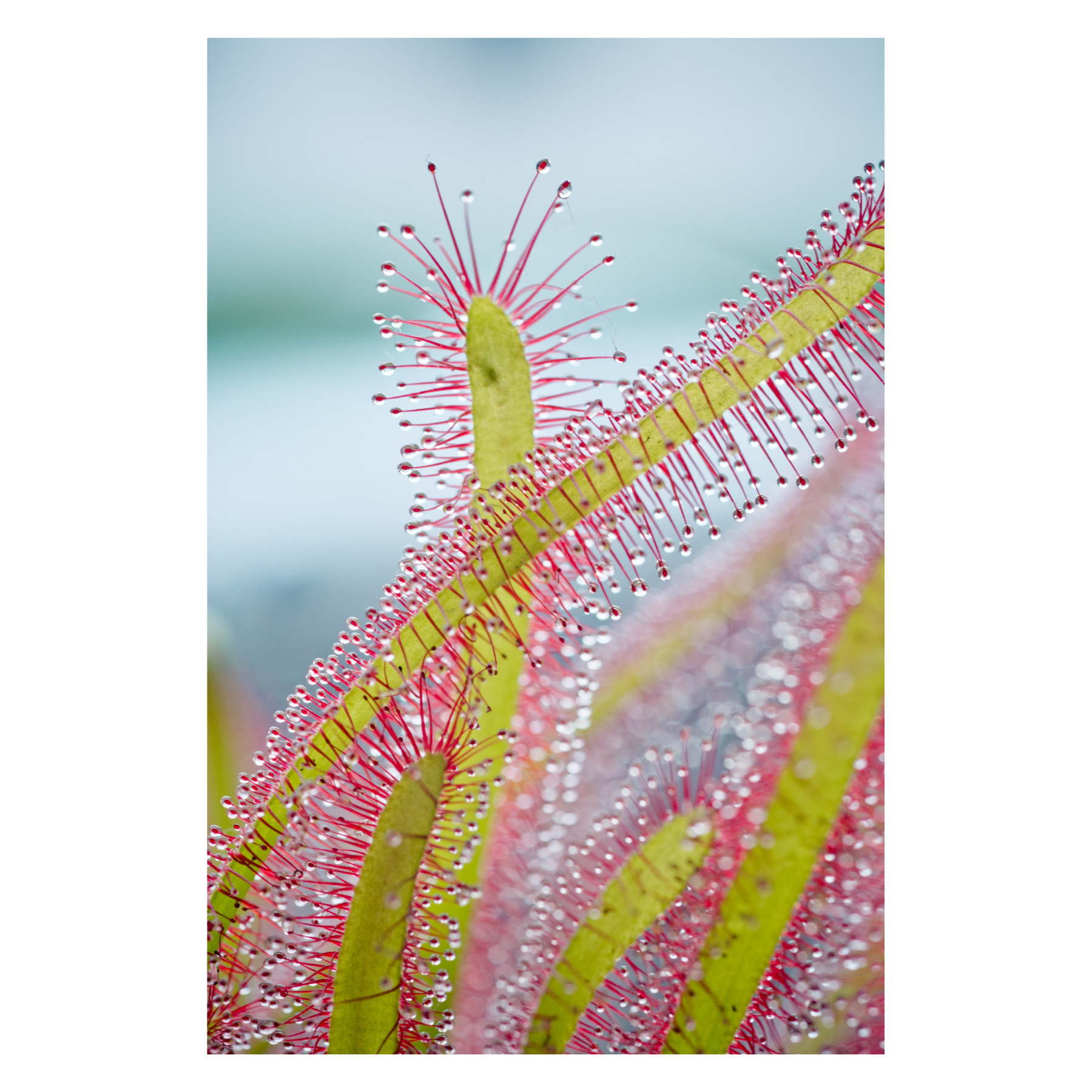 Carnivorous Octopus Plant