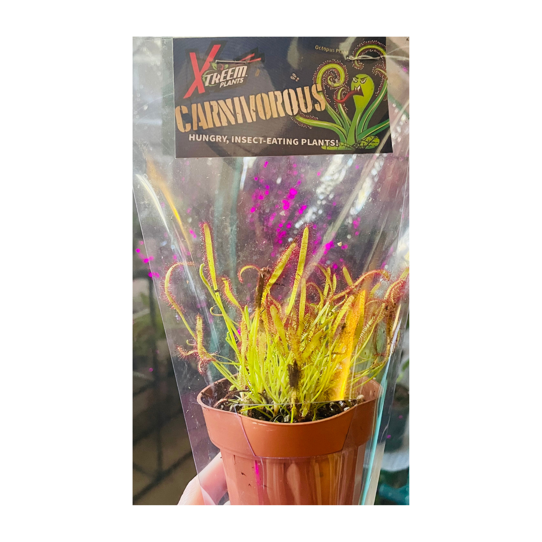 Carnivorous Octopus Plant