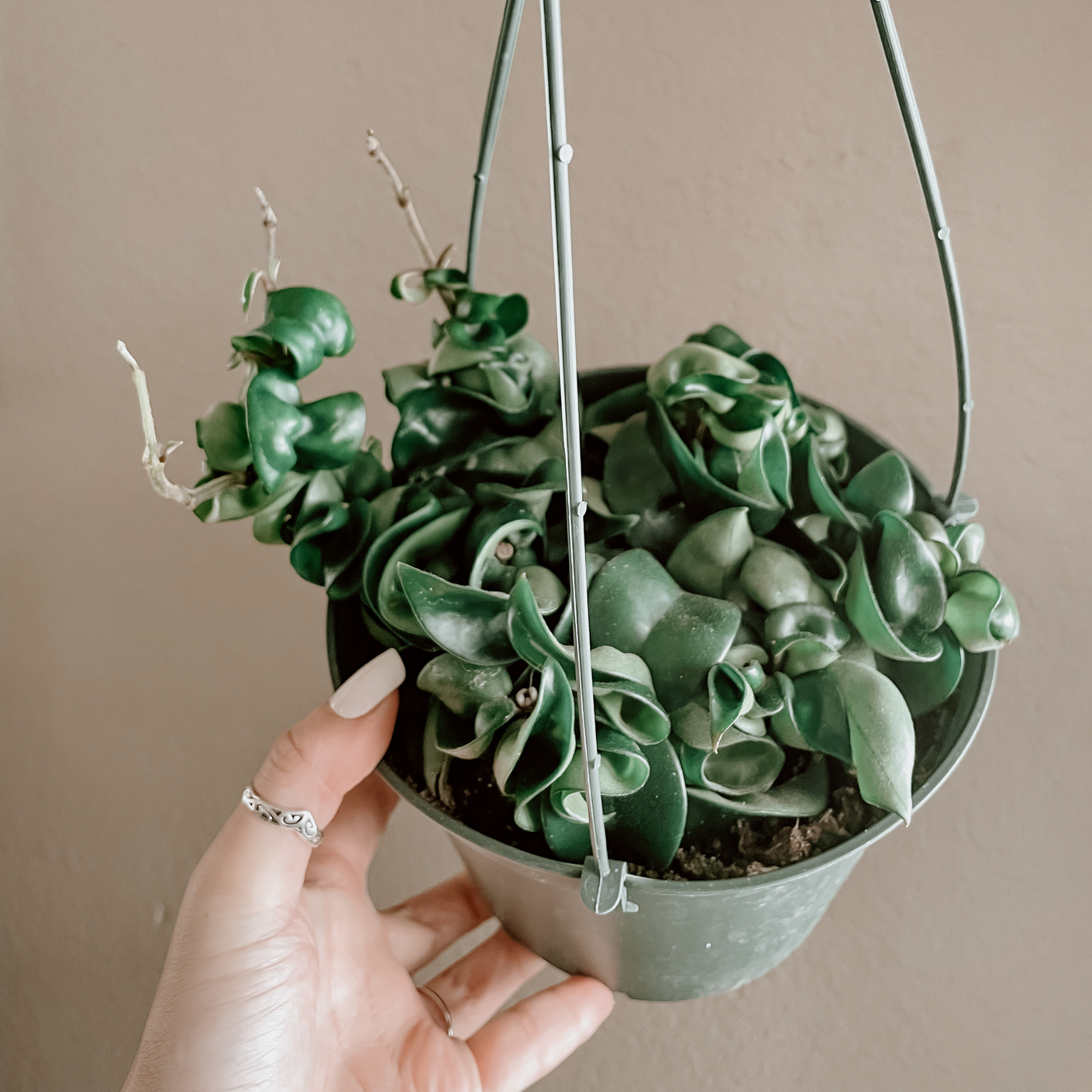 Hoya Carnosa 'Compacta' Hindu Rope