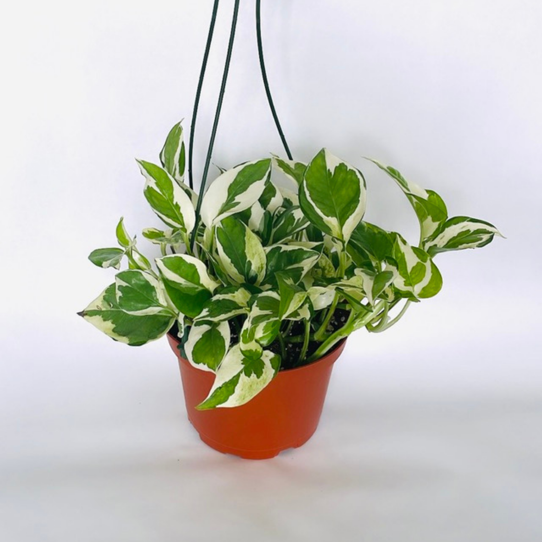 Pothos 'N'joy'