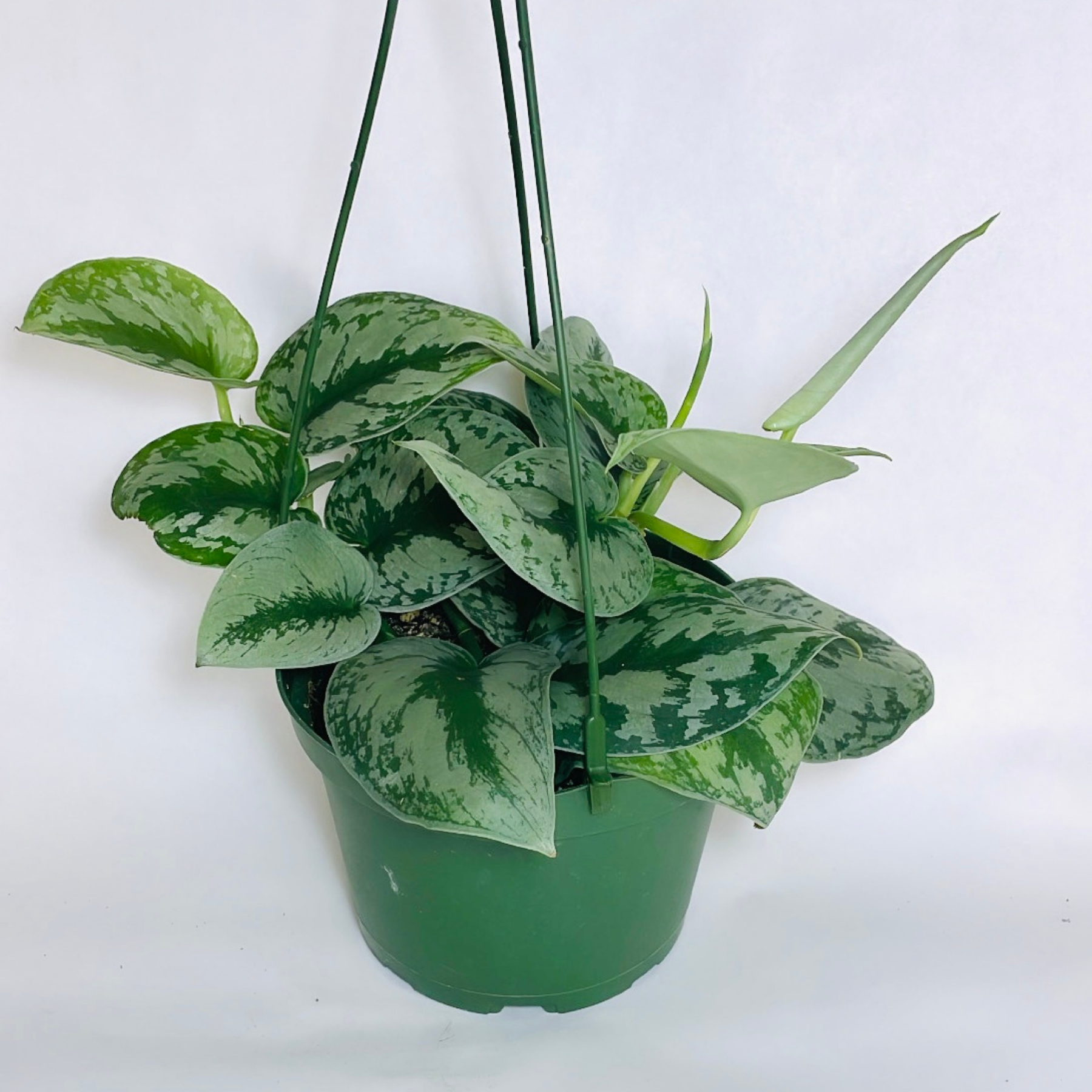Scindapsus Pictus 'Exotica'