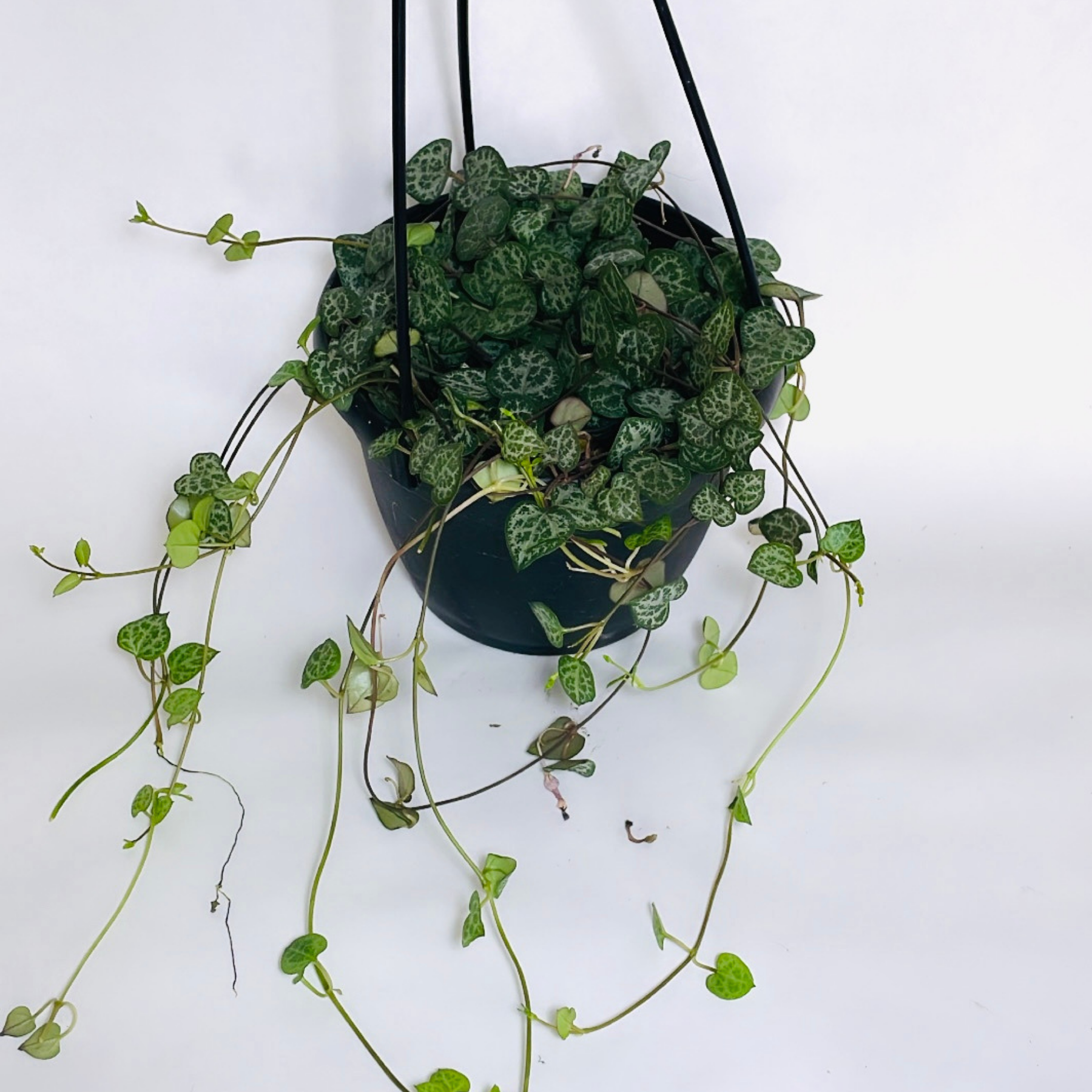 String of Hearts
