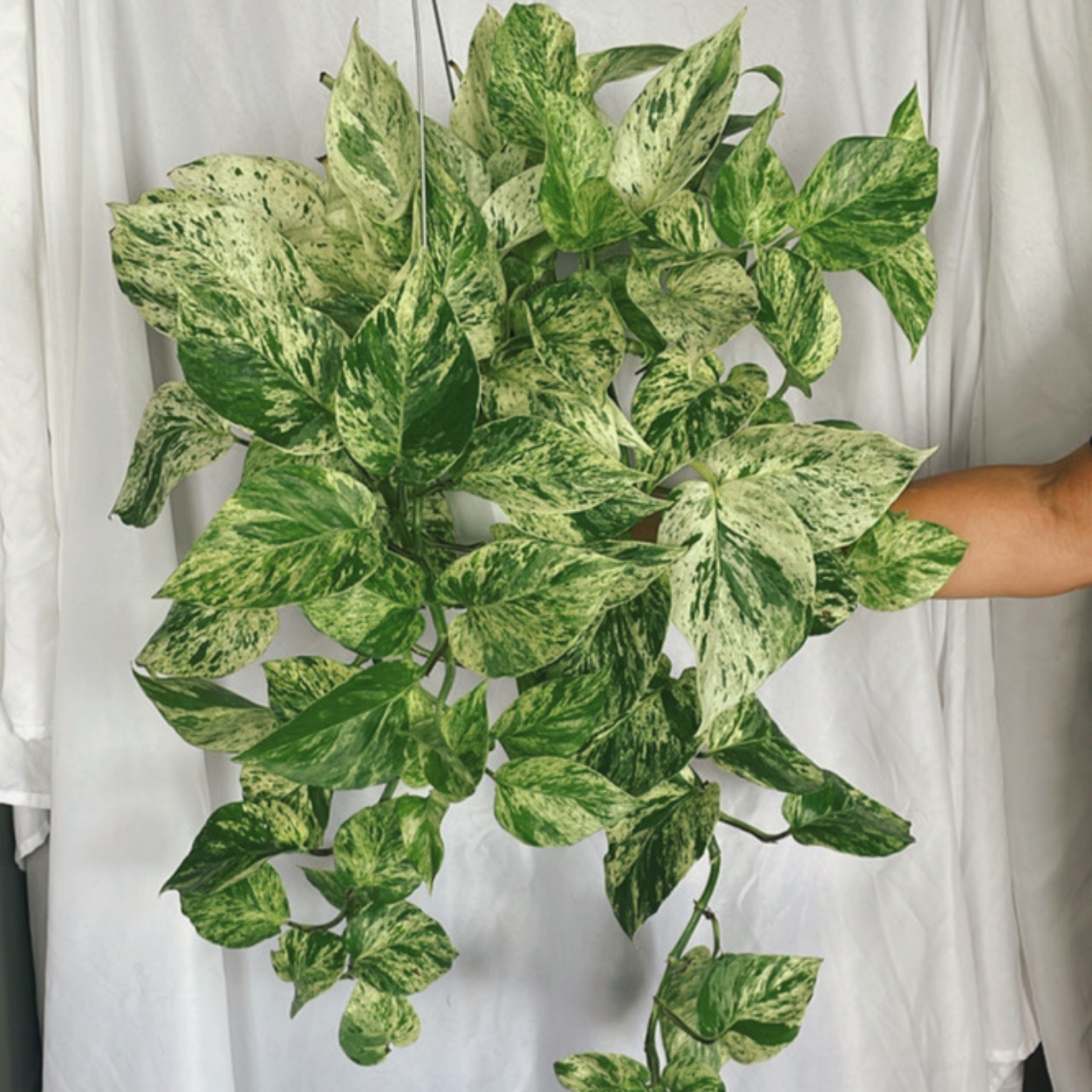 Pothos 'Marble Queen' | ‘Snow Queen’
