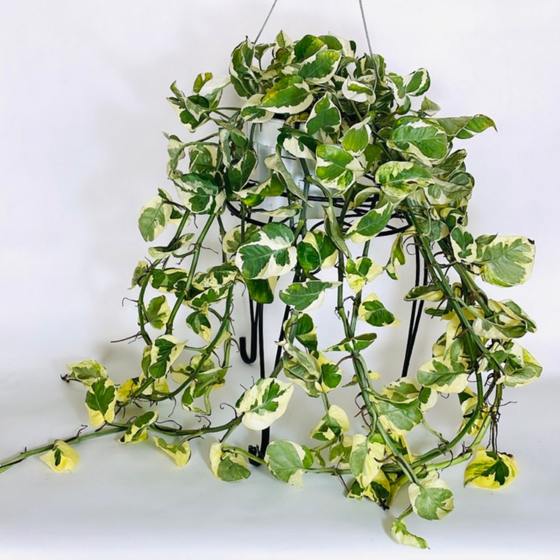 Pothos 'N'joy'