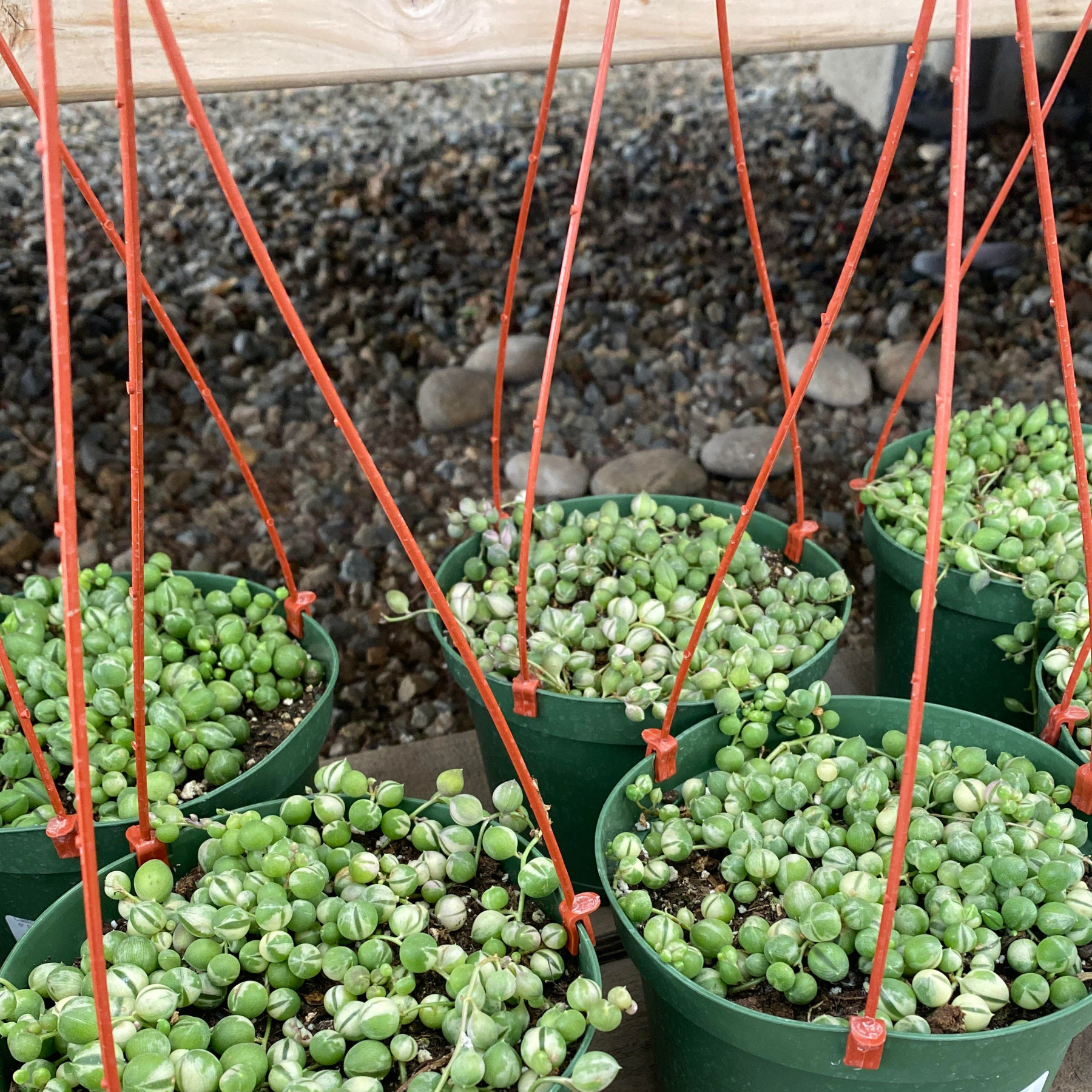 Variegated 'String of Pearls'