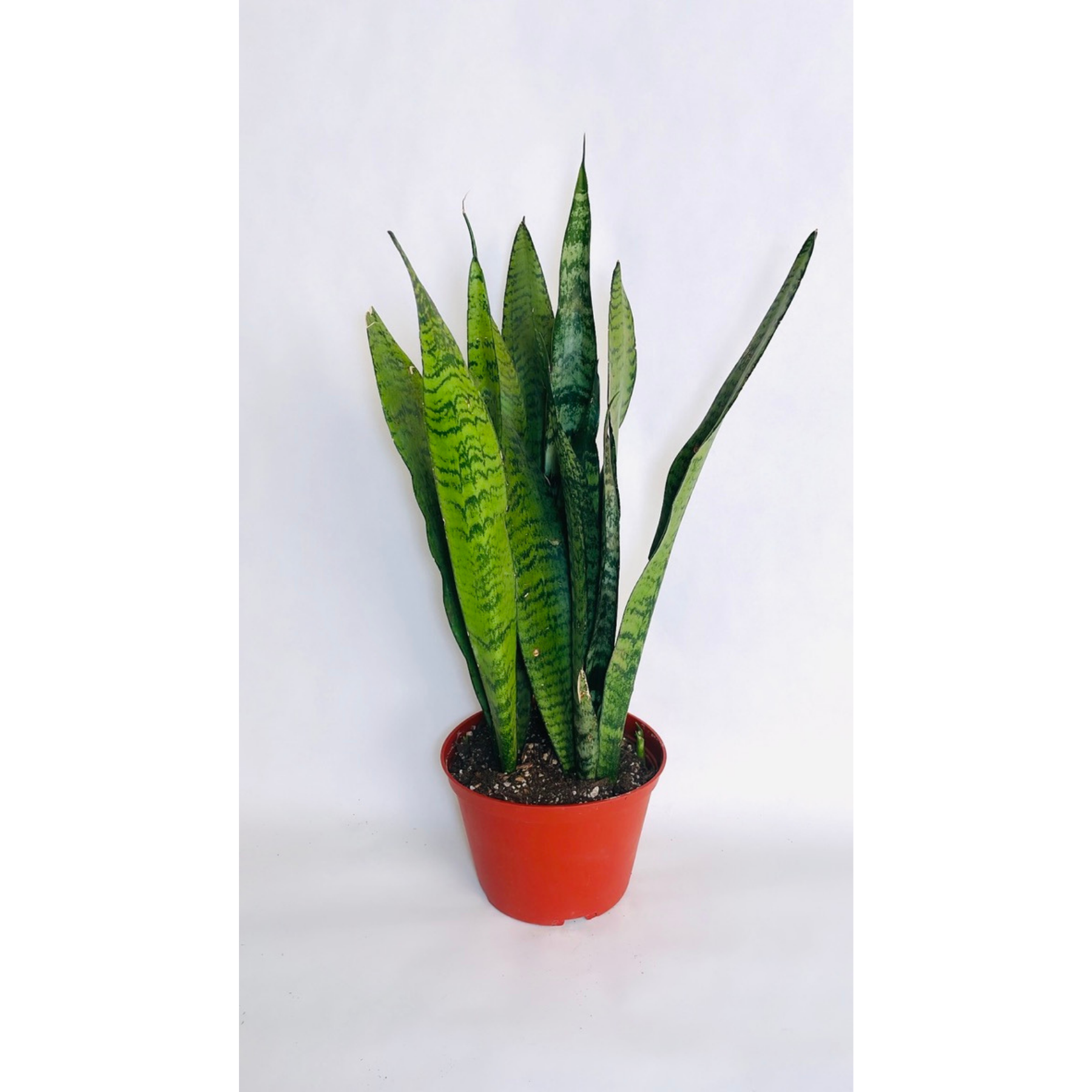 Sansevieria Trifasciata 'Zeylanica'