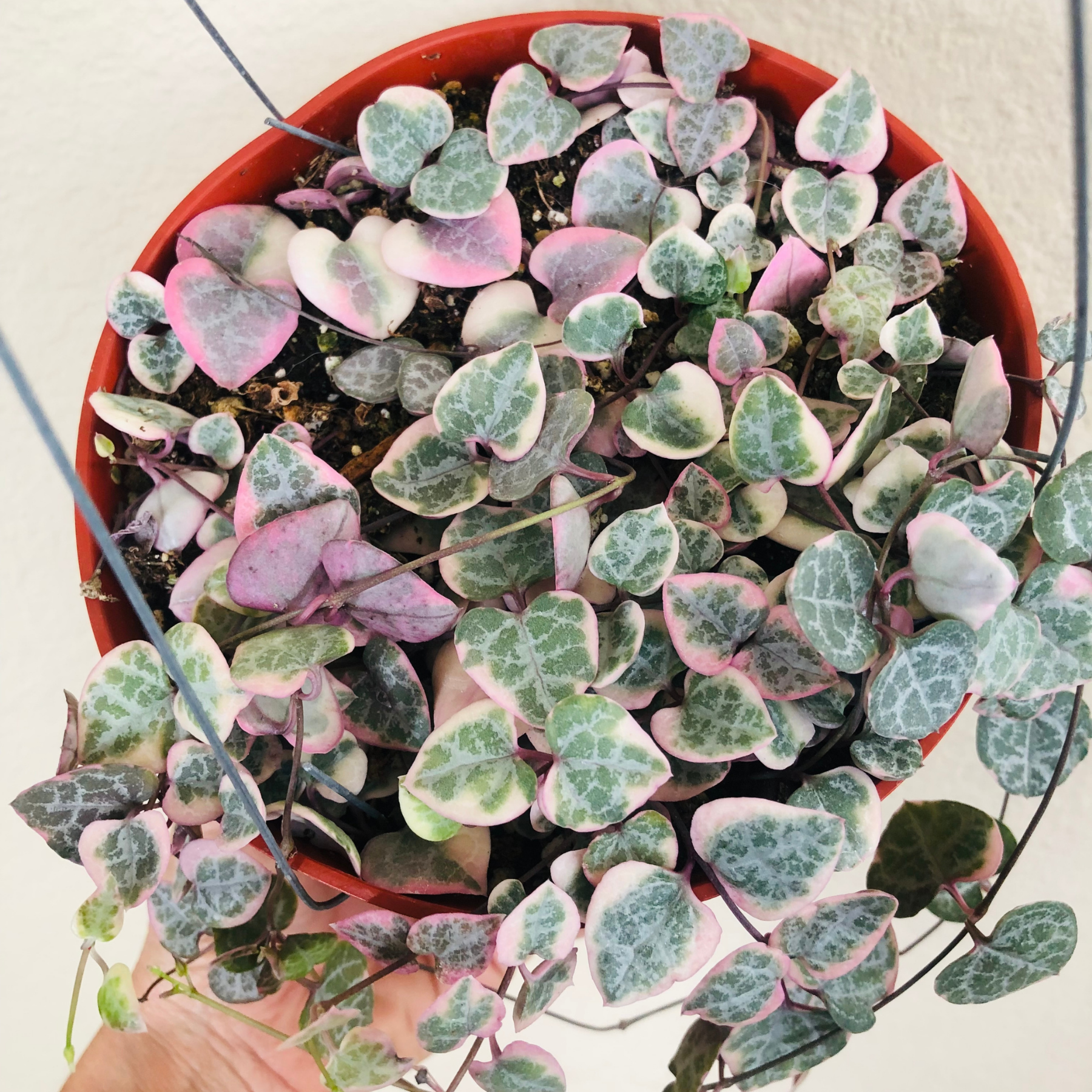 Variegated String Of Hearts