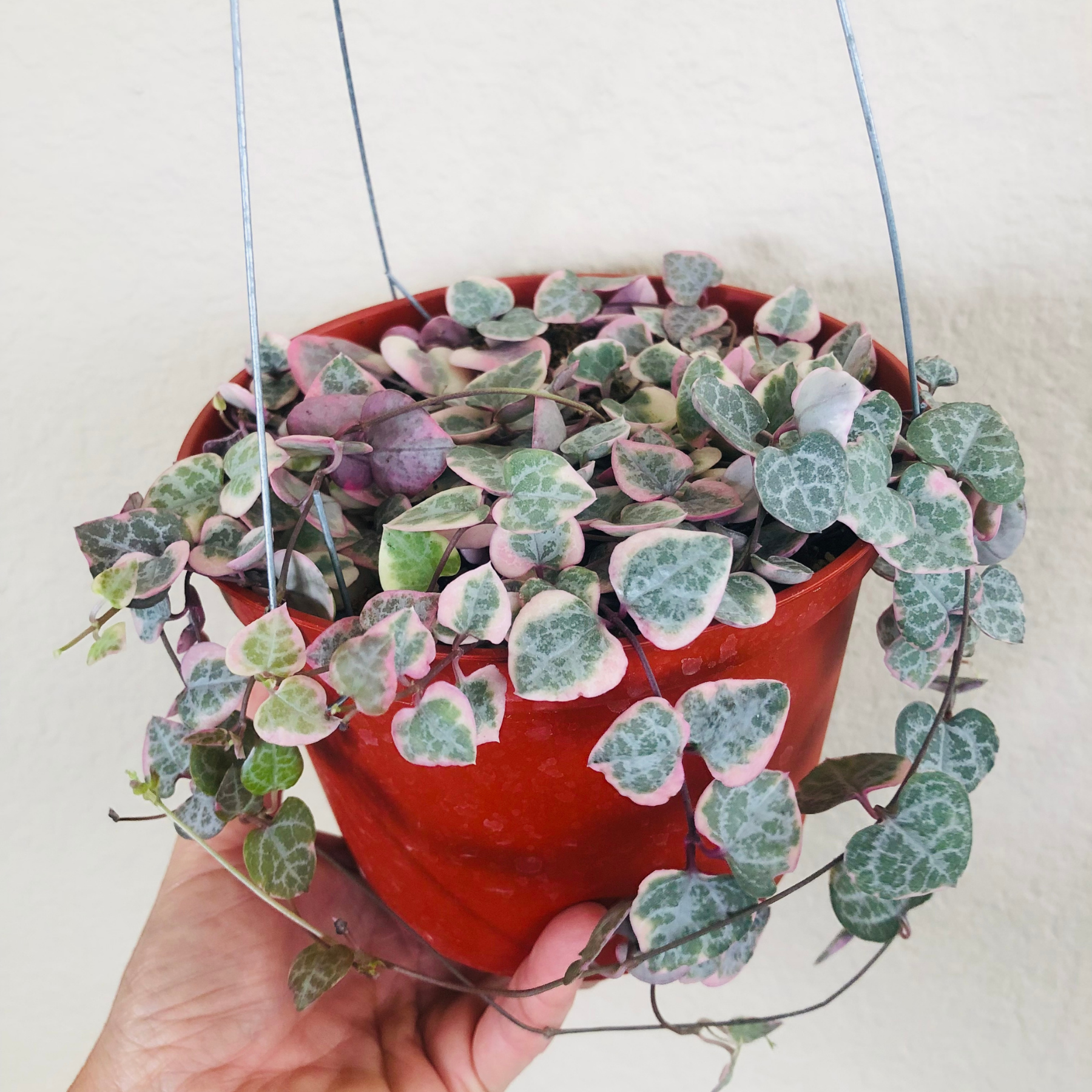 Variegated String Of Hearts