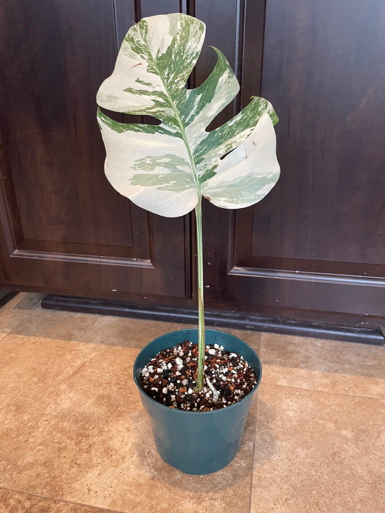 6" Monstera Albo