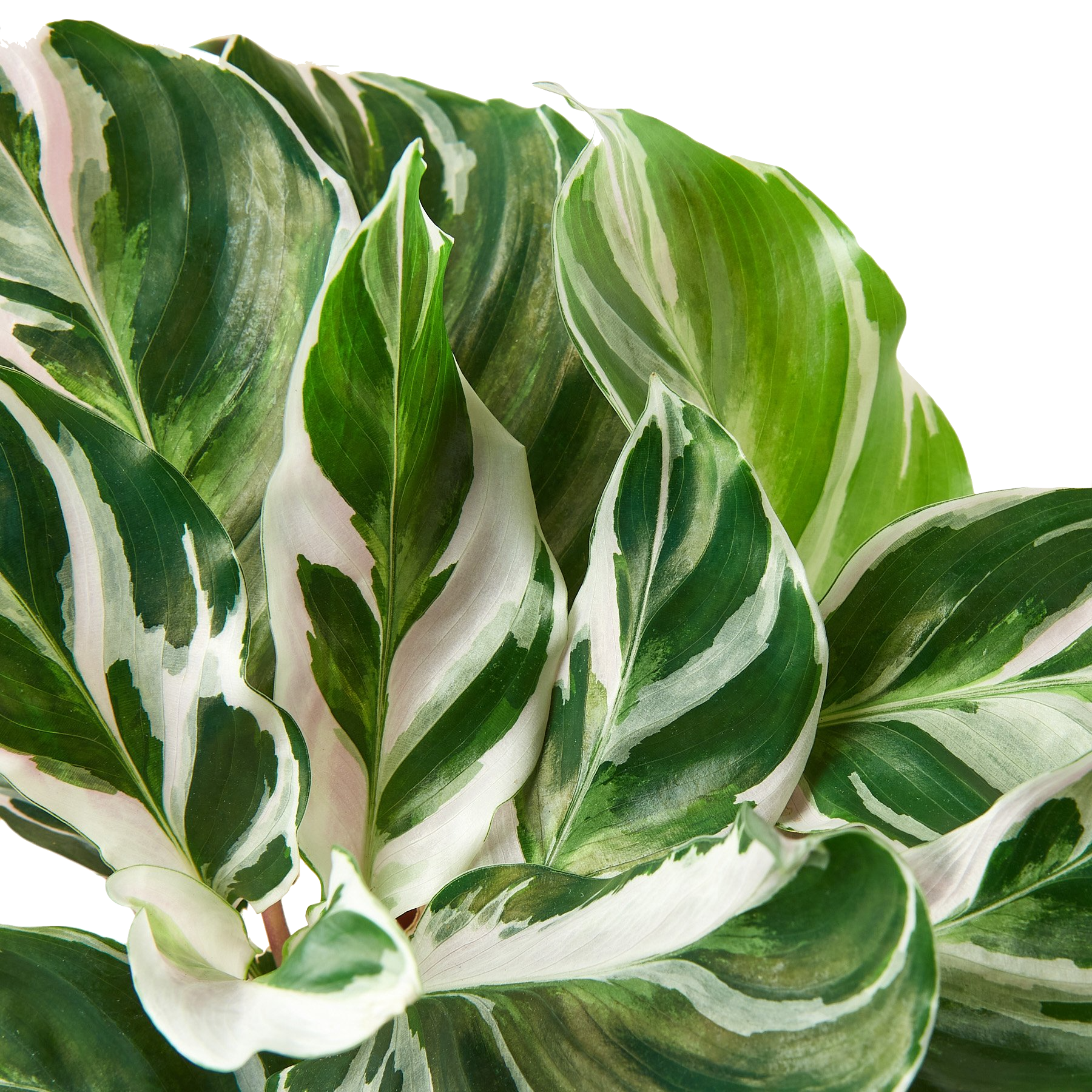 Calathea 'White Fusion'