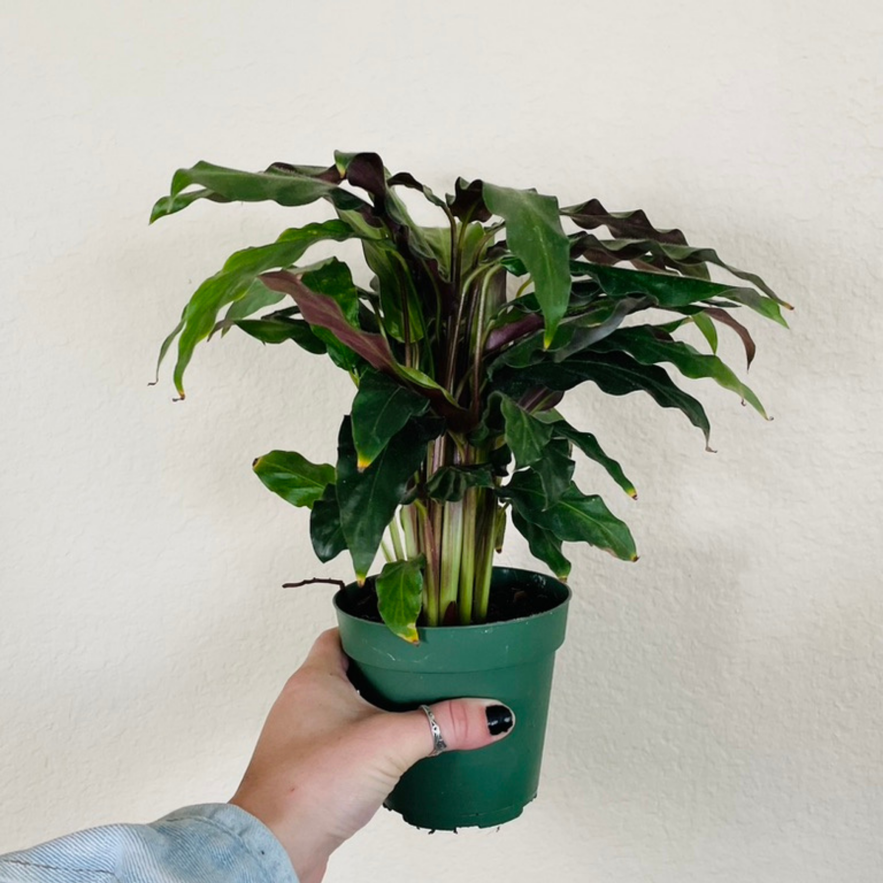 Calathea Rufibarba 'Furry Feather'