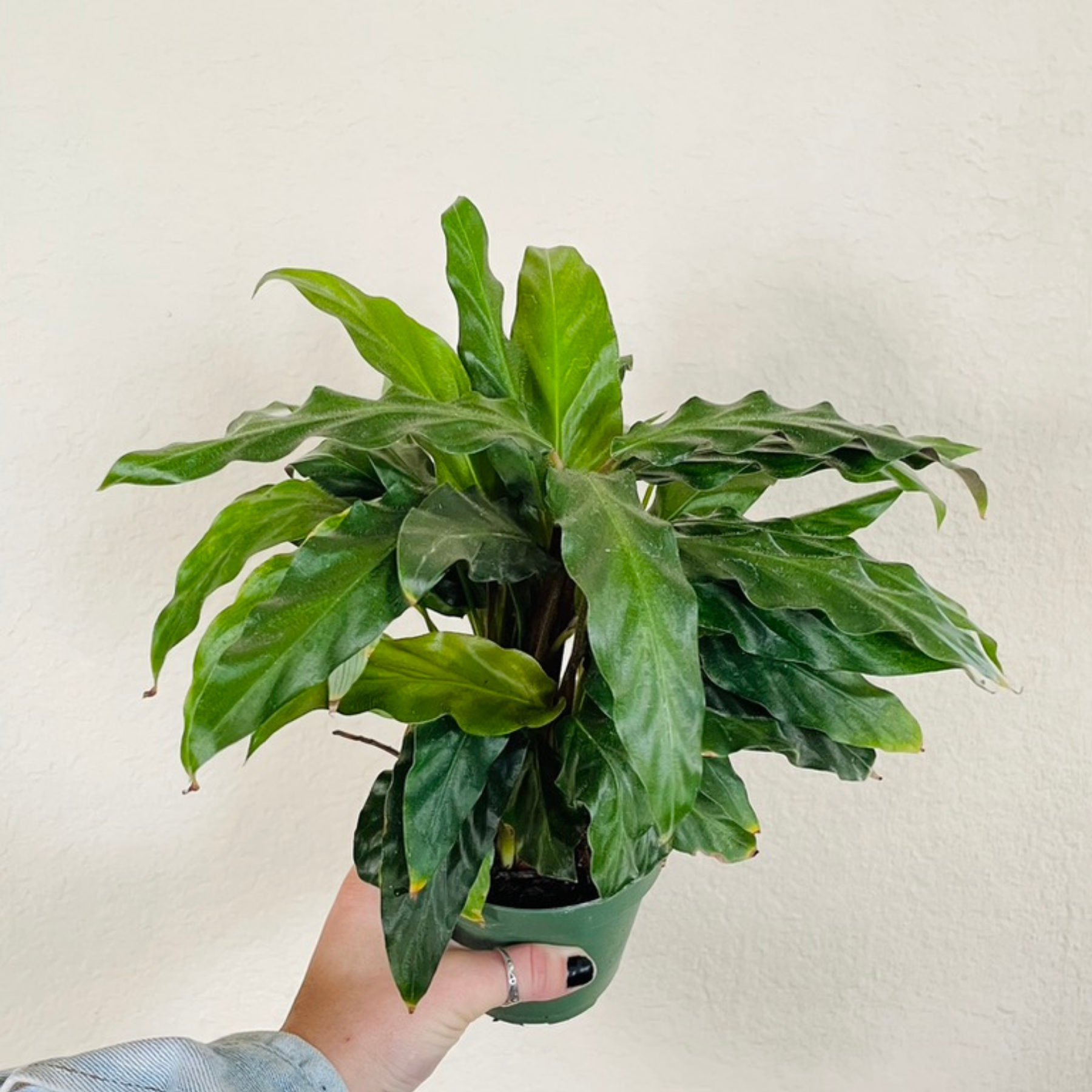 Calathea Rufibarba 'Furry Feather'