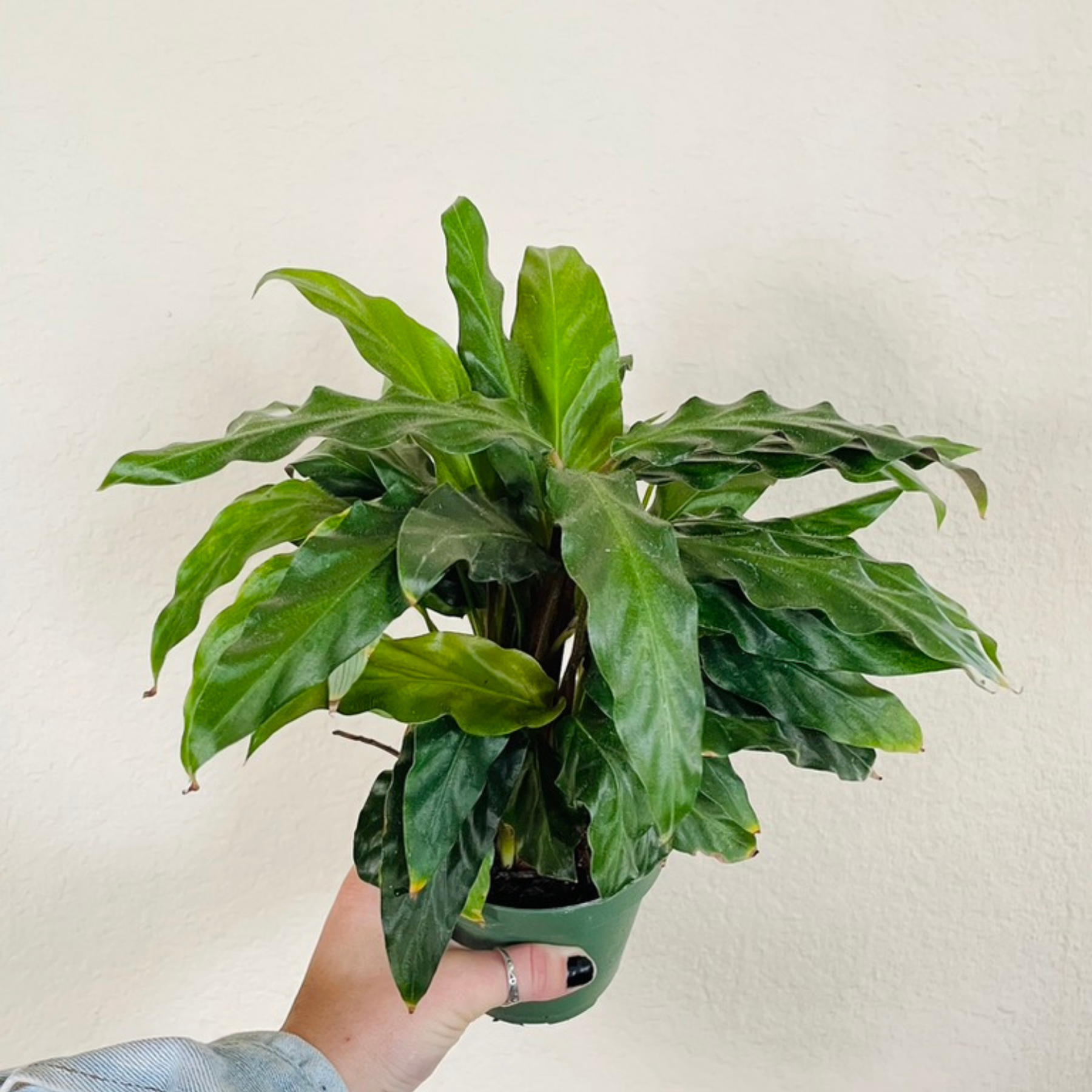 rufibarba calathea Calathea Rufibarba 'Furry Feather'
