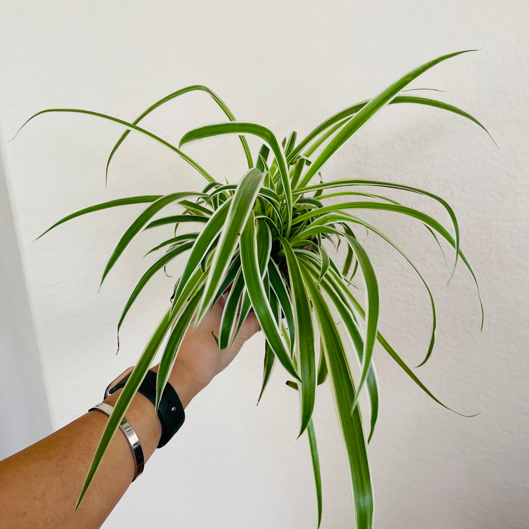Chlorophytum 'Reverse Spider Plant'