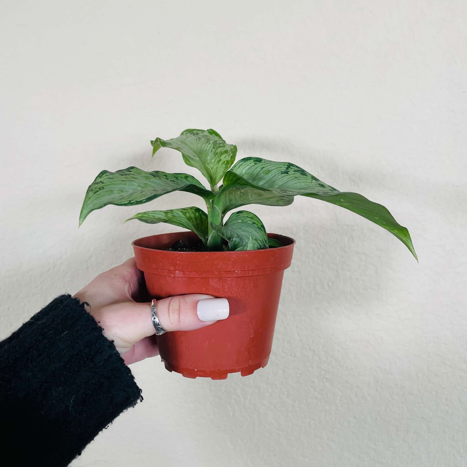 Dieffenbachia 'Memoria Corsii'