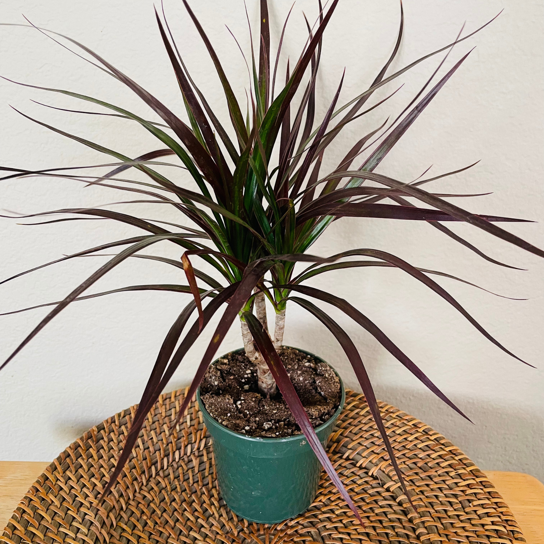 dracaena magenta Dracaena 'Magenta Cane'