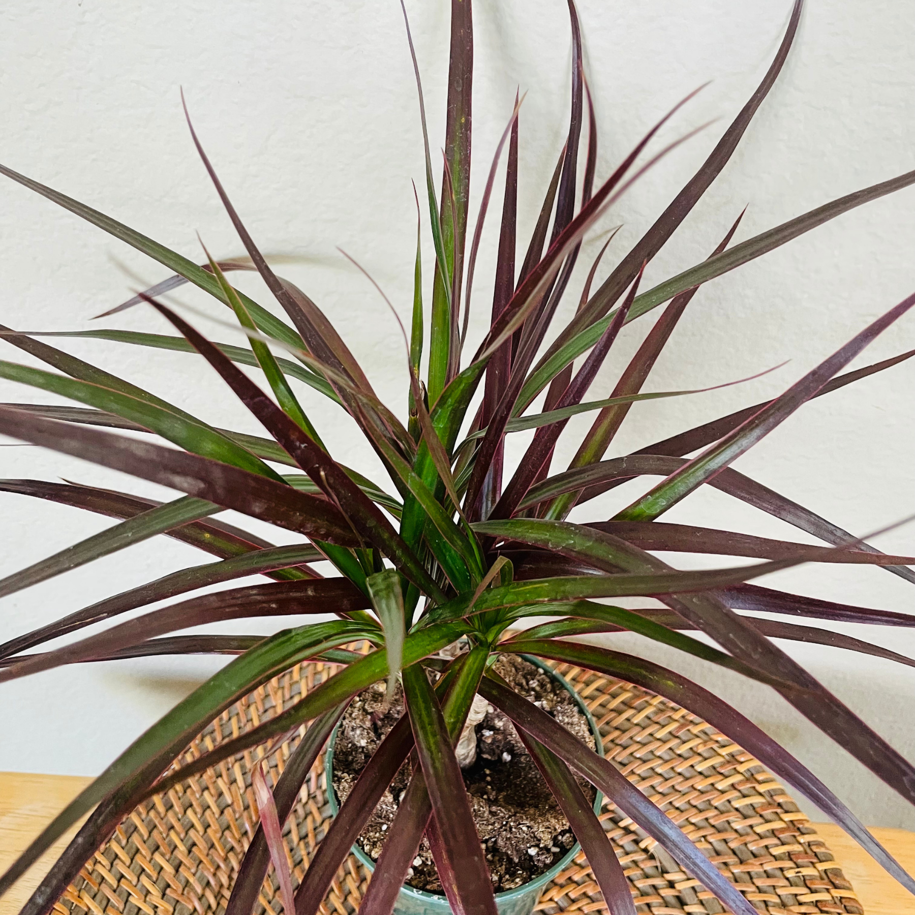 Dracaena 'Magenta Cane'