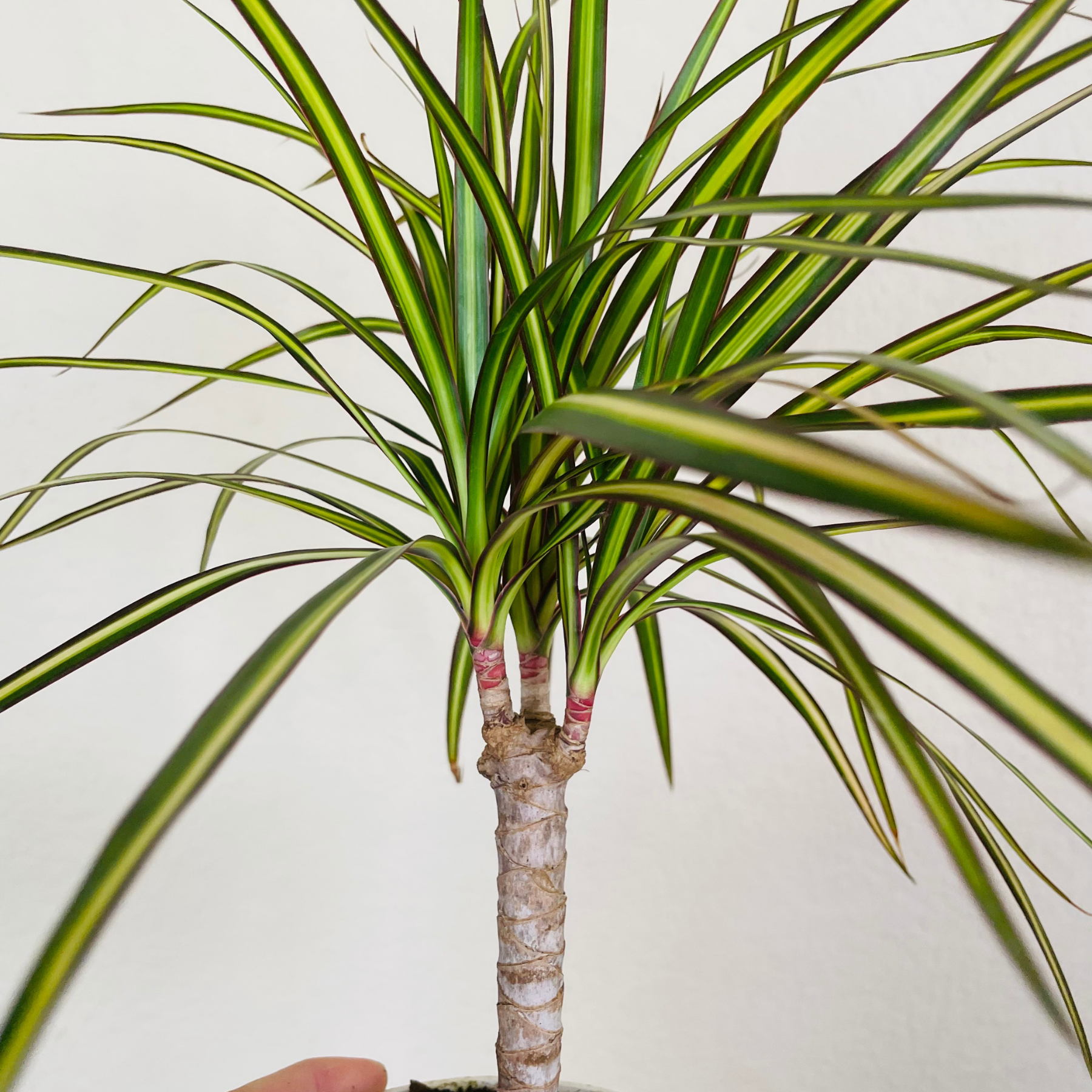 Dracaena 'Sunray Cane'