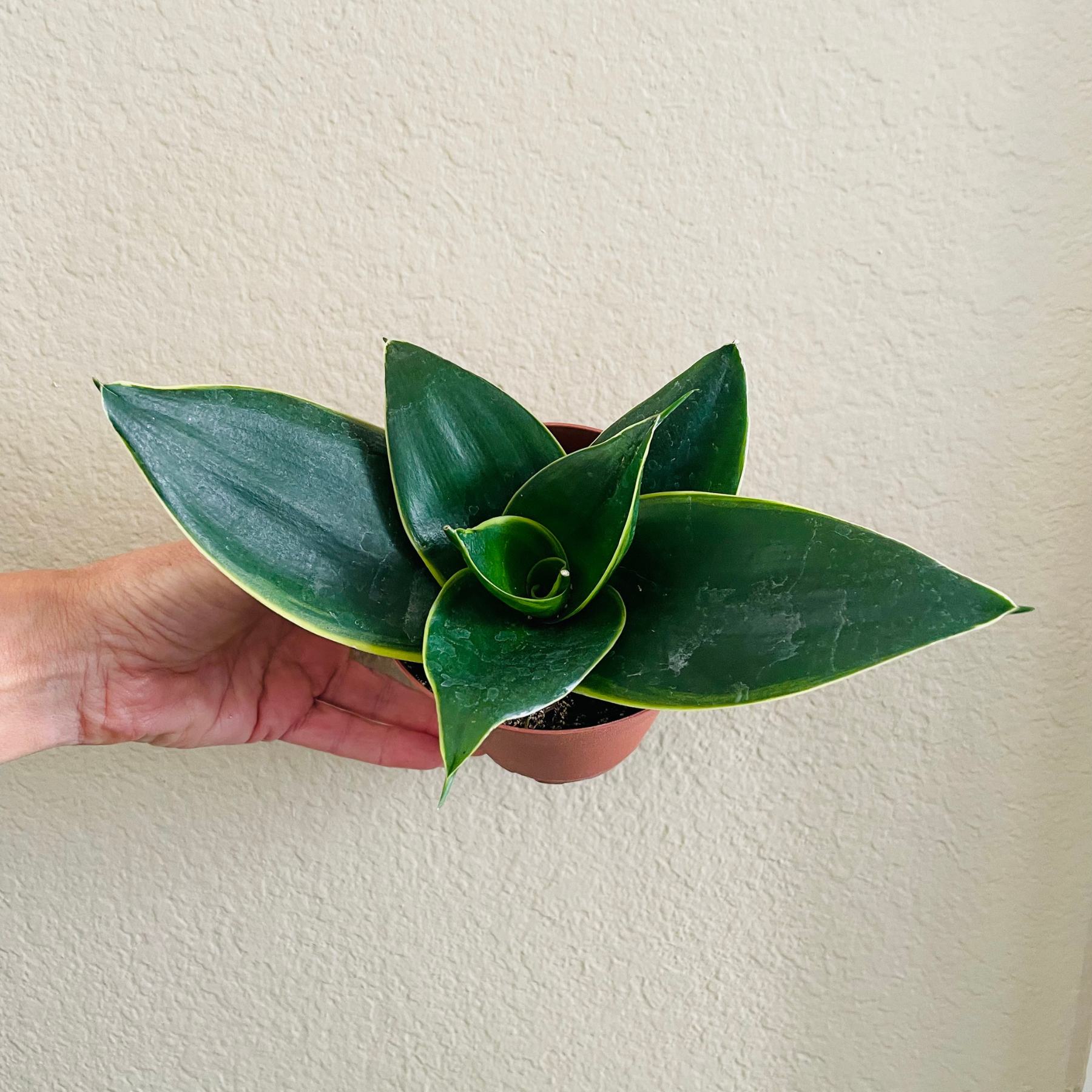 Sansevieria Hahnii 'Emerald Star'