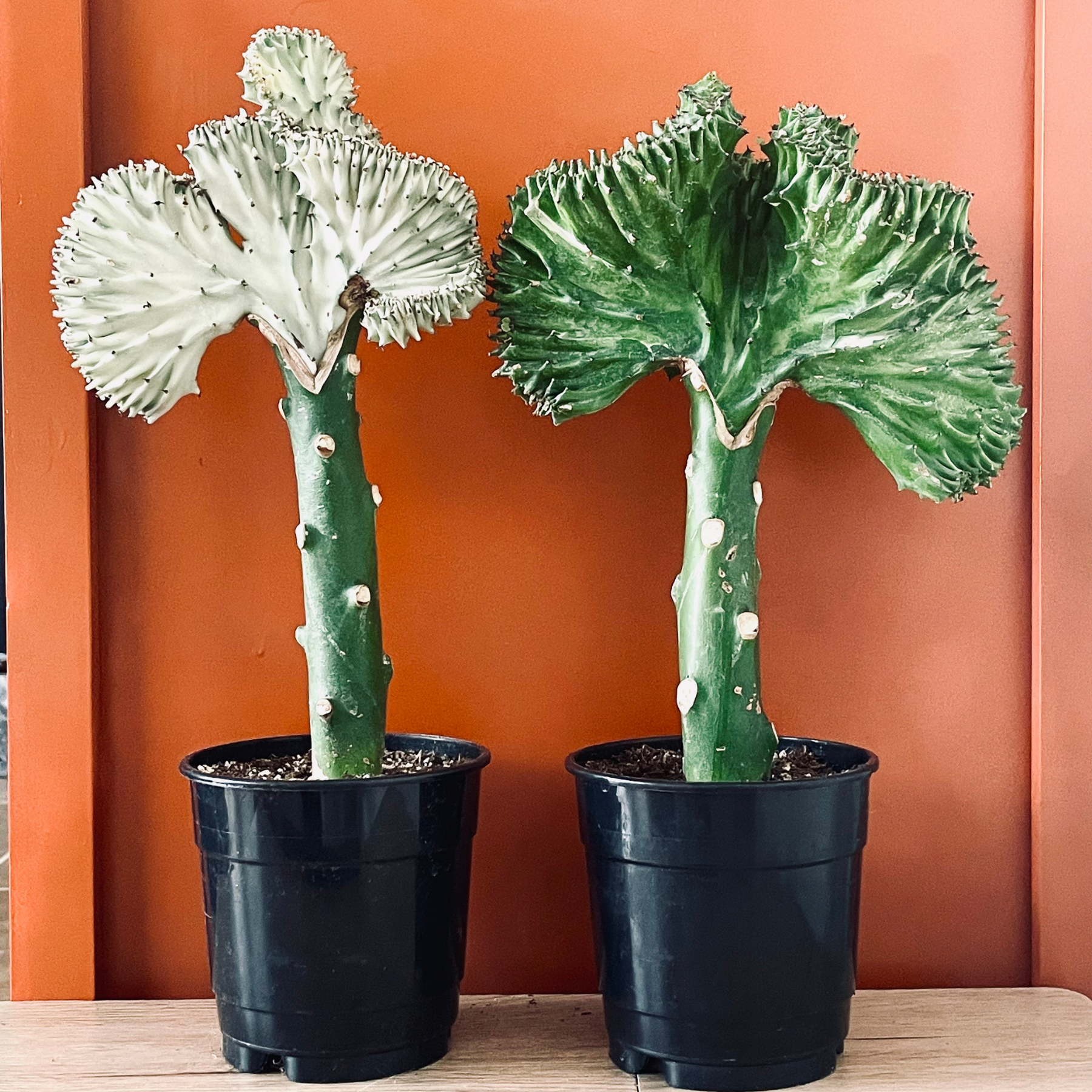 Euphorbia lactea Cristata 'Coral Cactus'