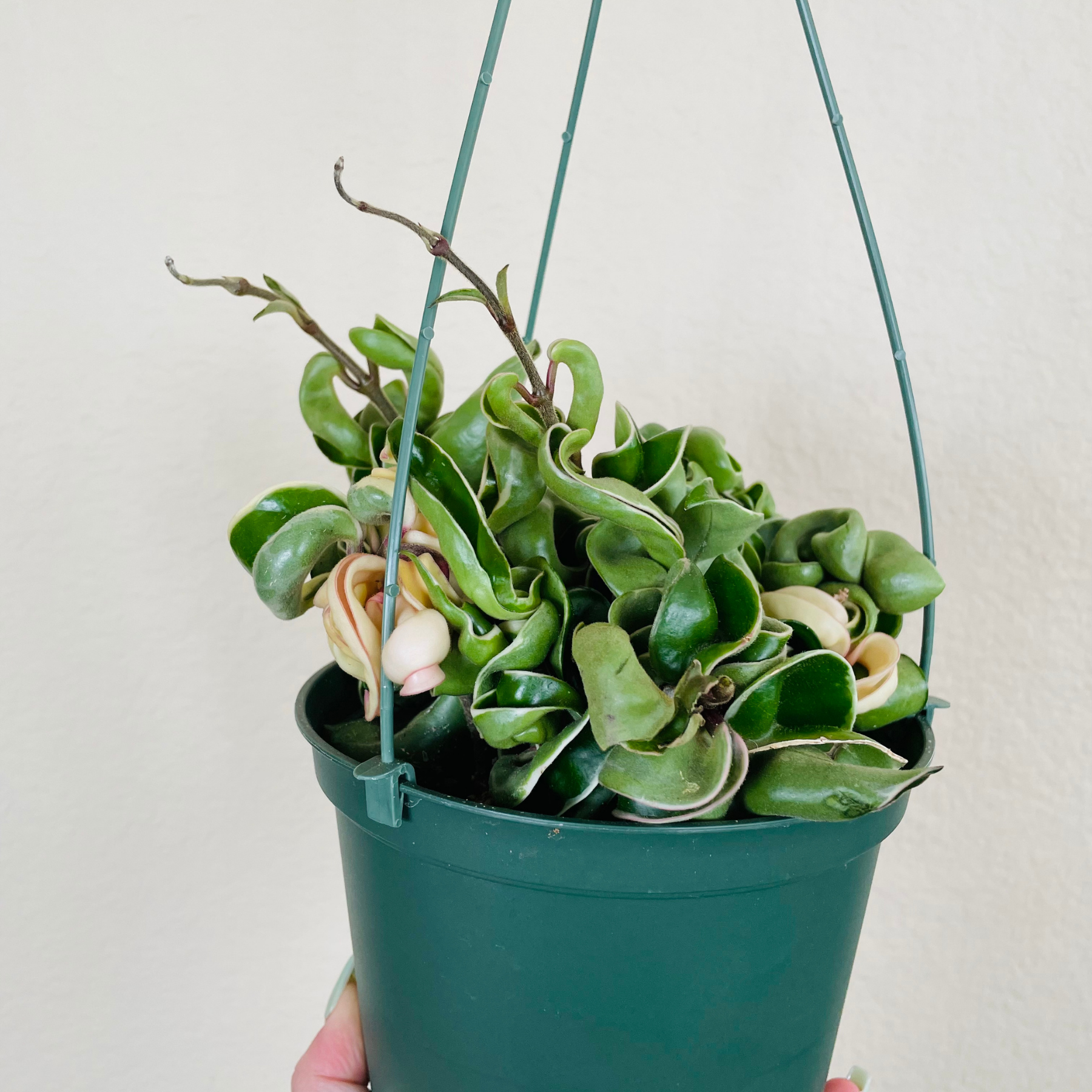 Hoya Compacta Hindu Rope Variegated