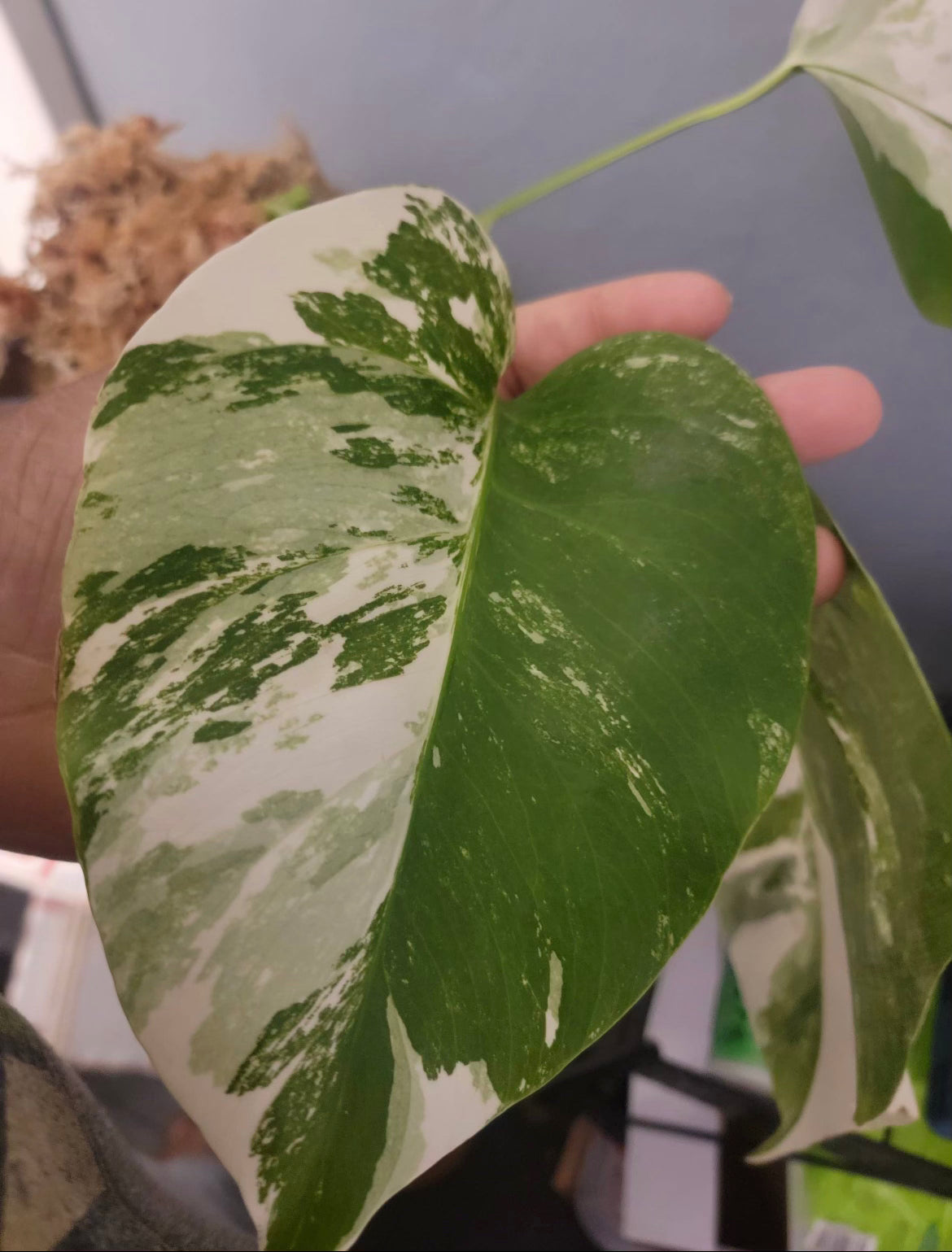 6" Monstera Albo