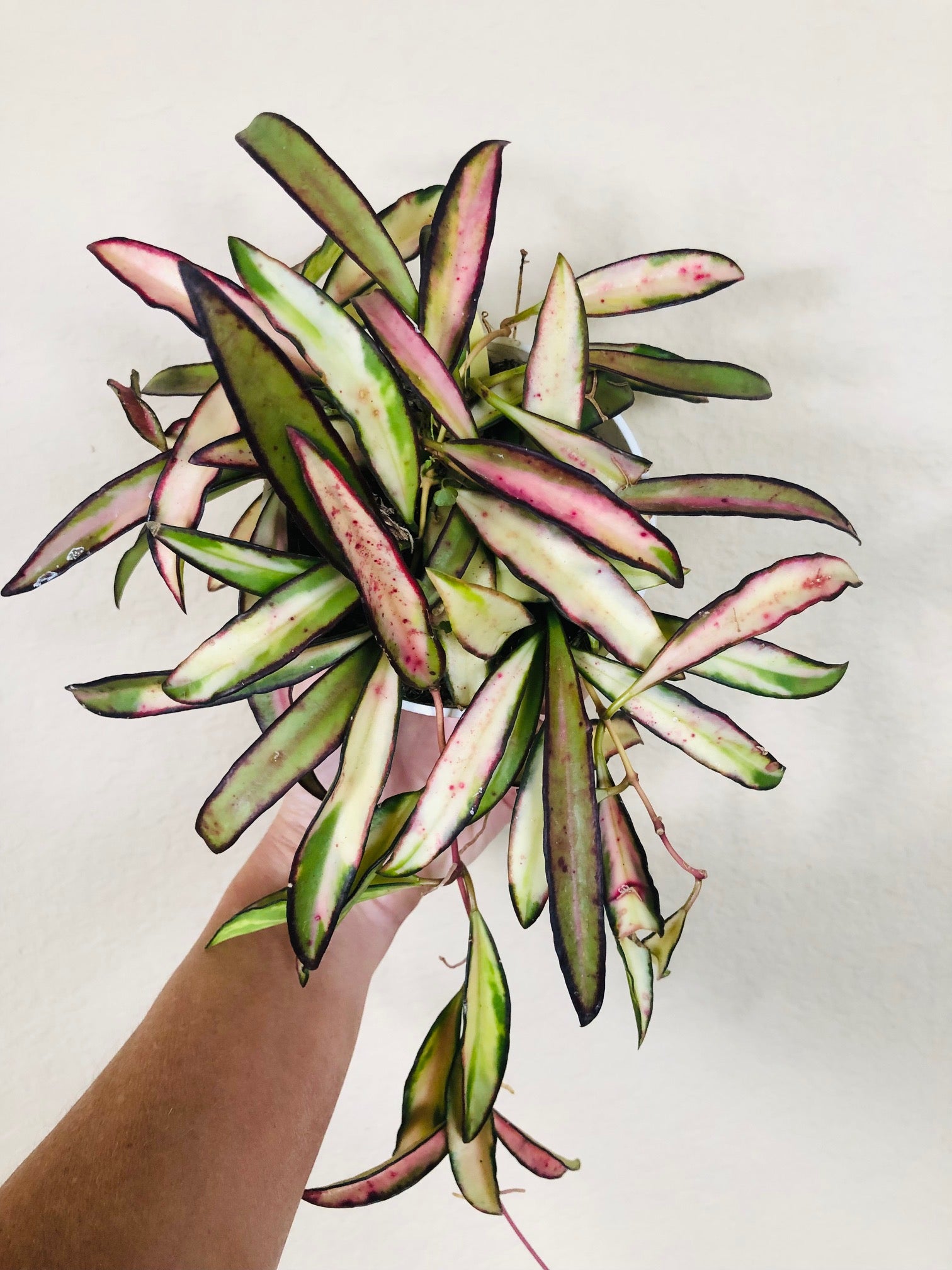Hoya 'Wayetii' Variegated