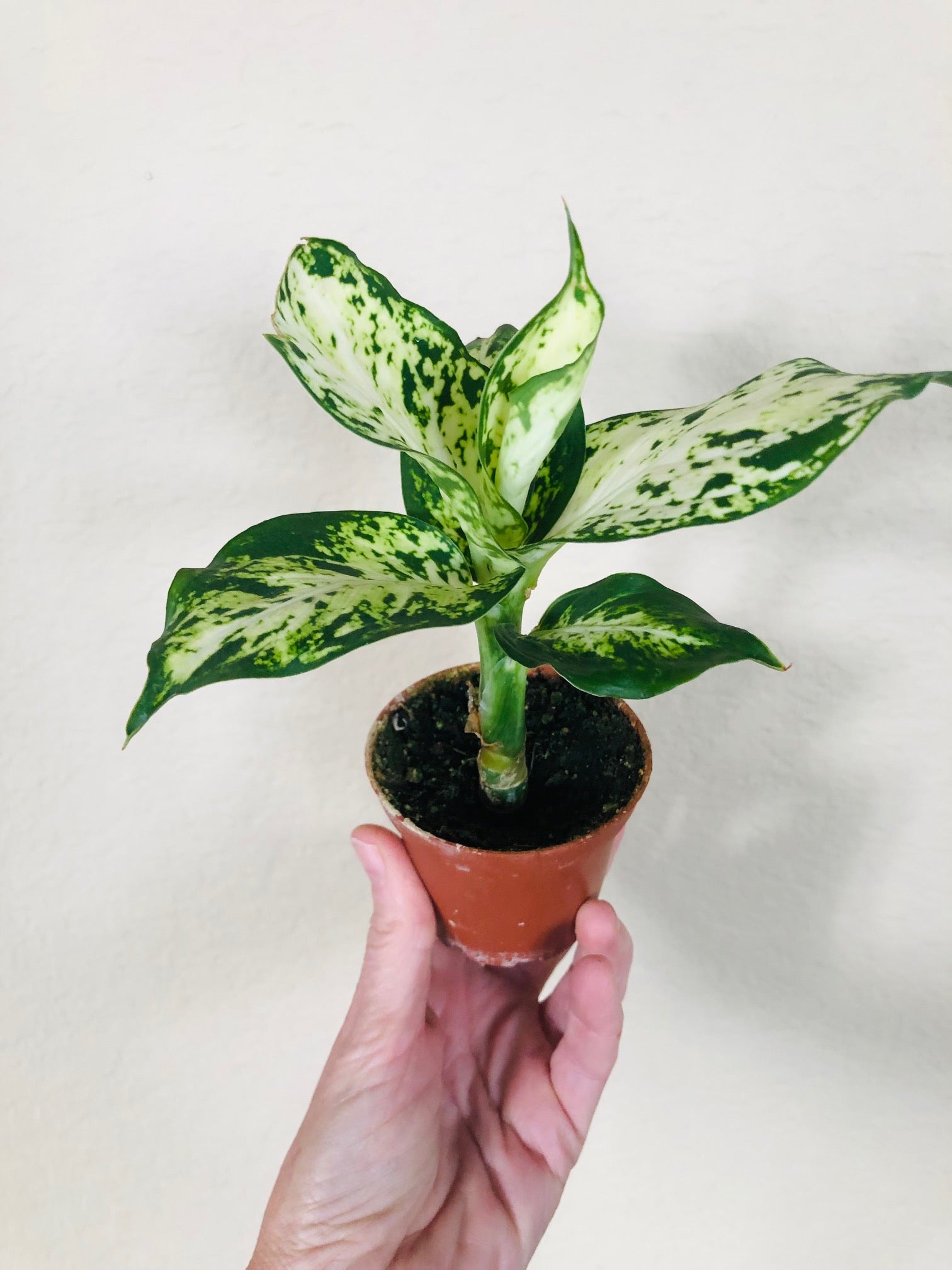 Dieffenbachia 'Amy'