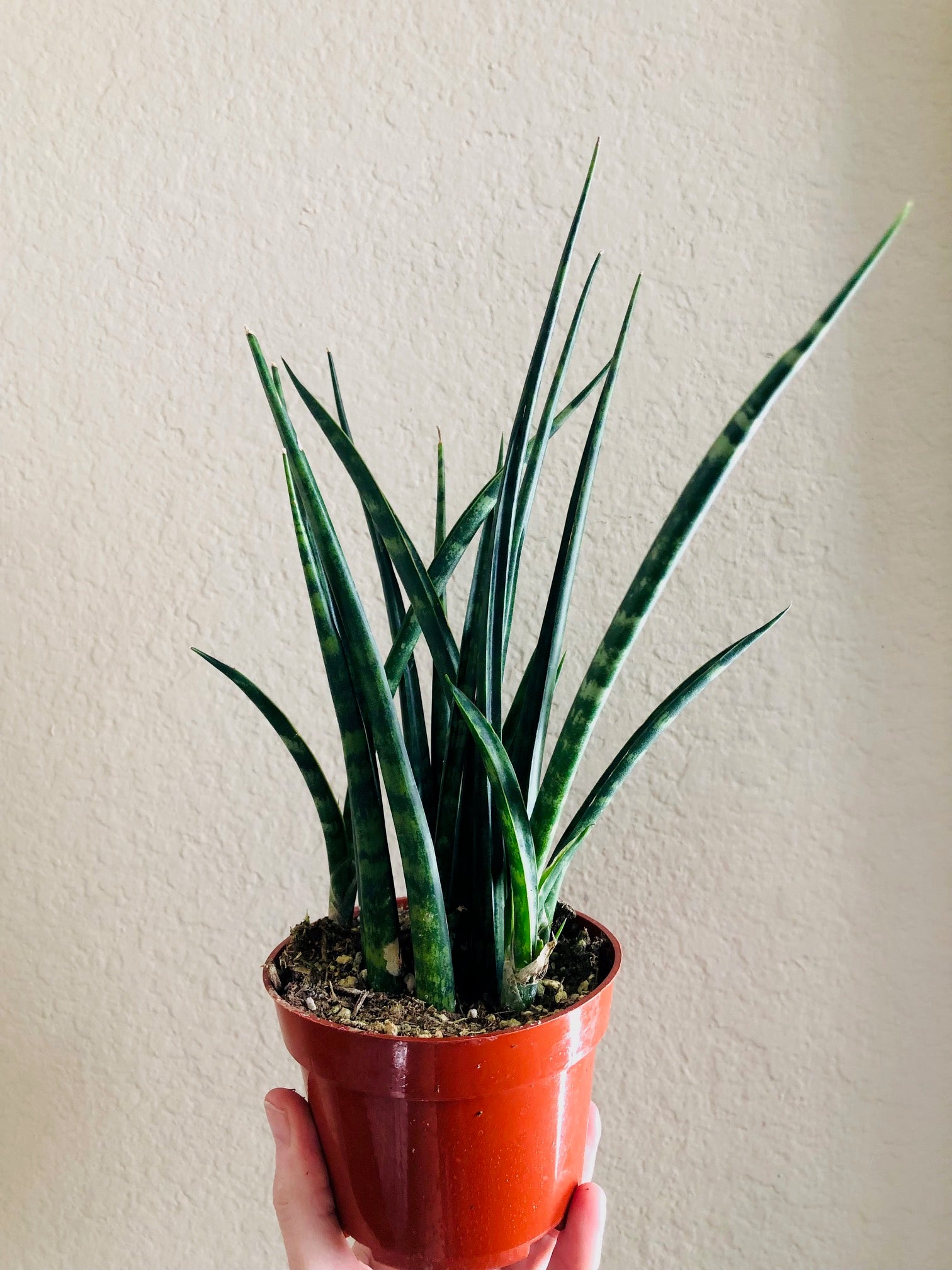 Sansevieria 'Fernwood'