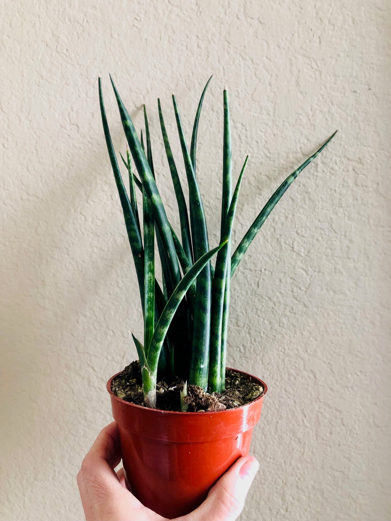 Sansevieria 'Fernwood'