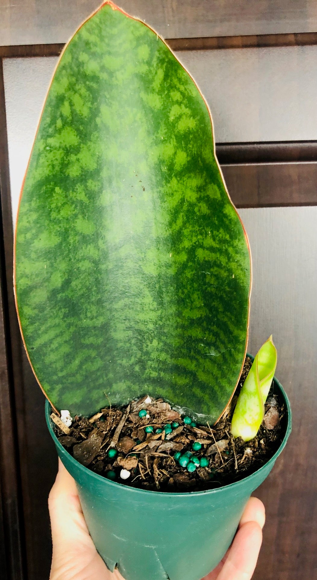 Sansevieria 'Shark Fin'