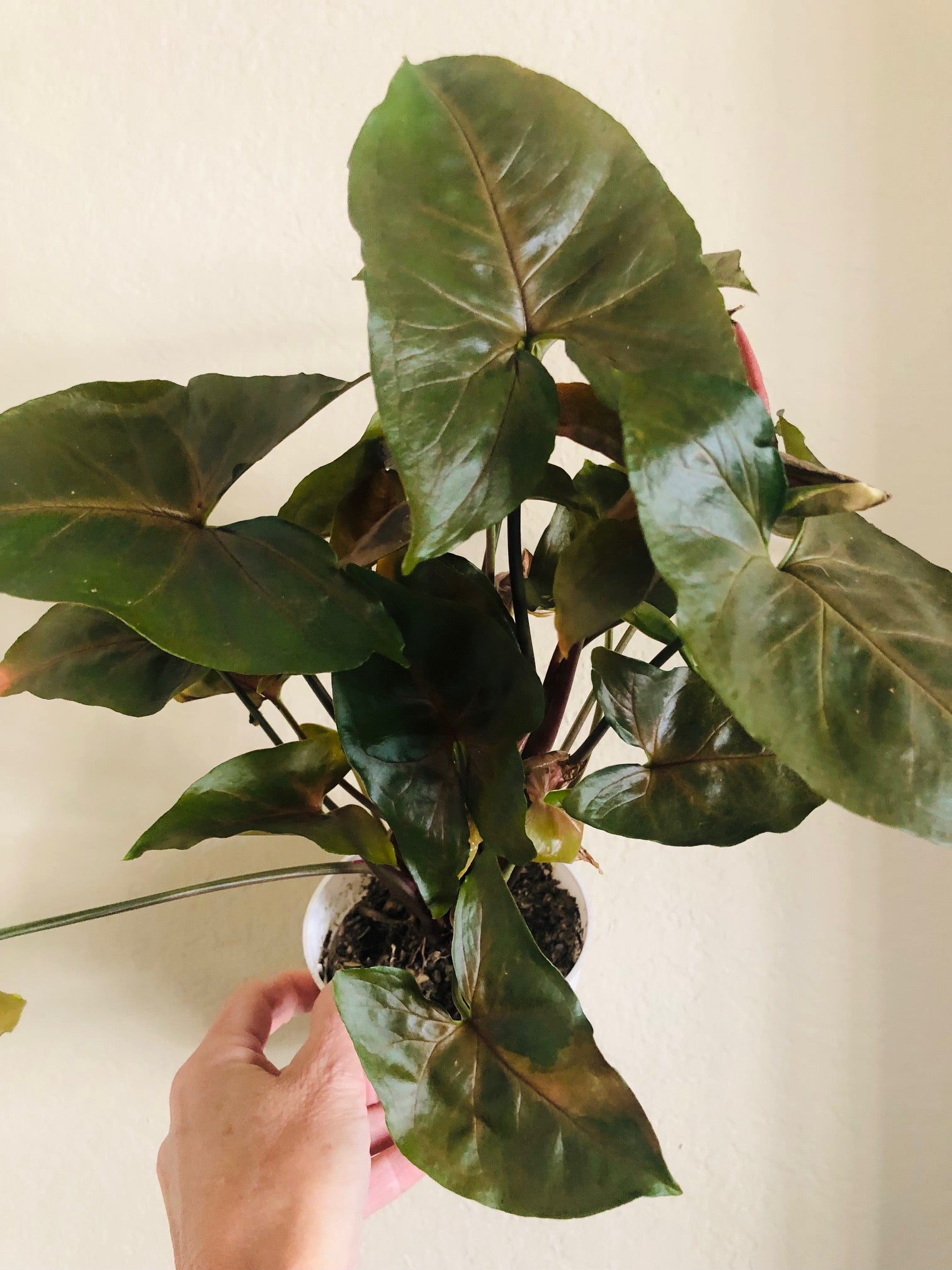 Syngonium 'Merry Maria'