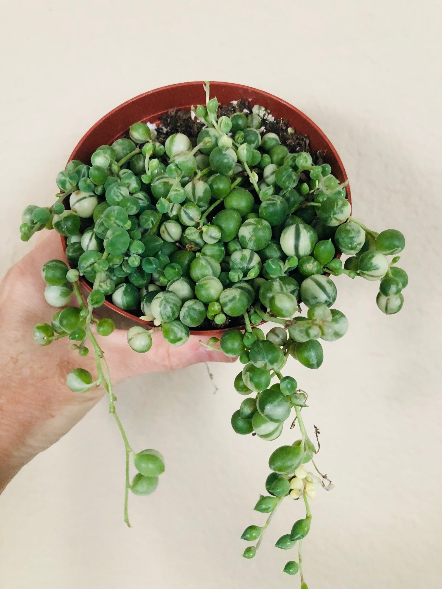 Variegated 'String of Pearls'