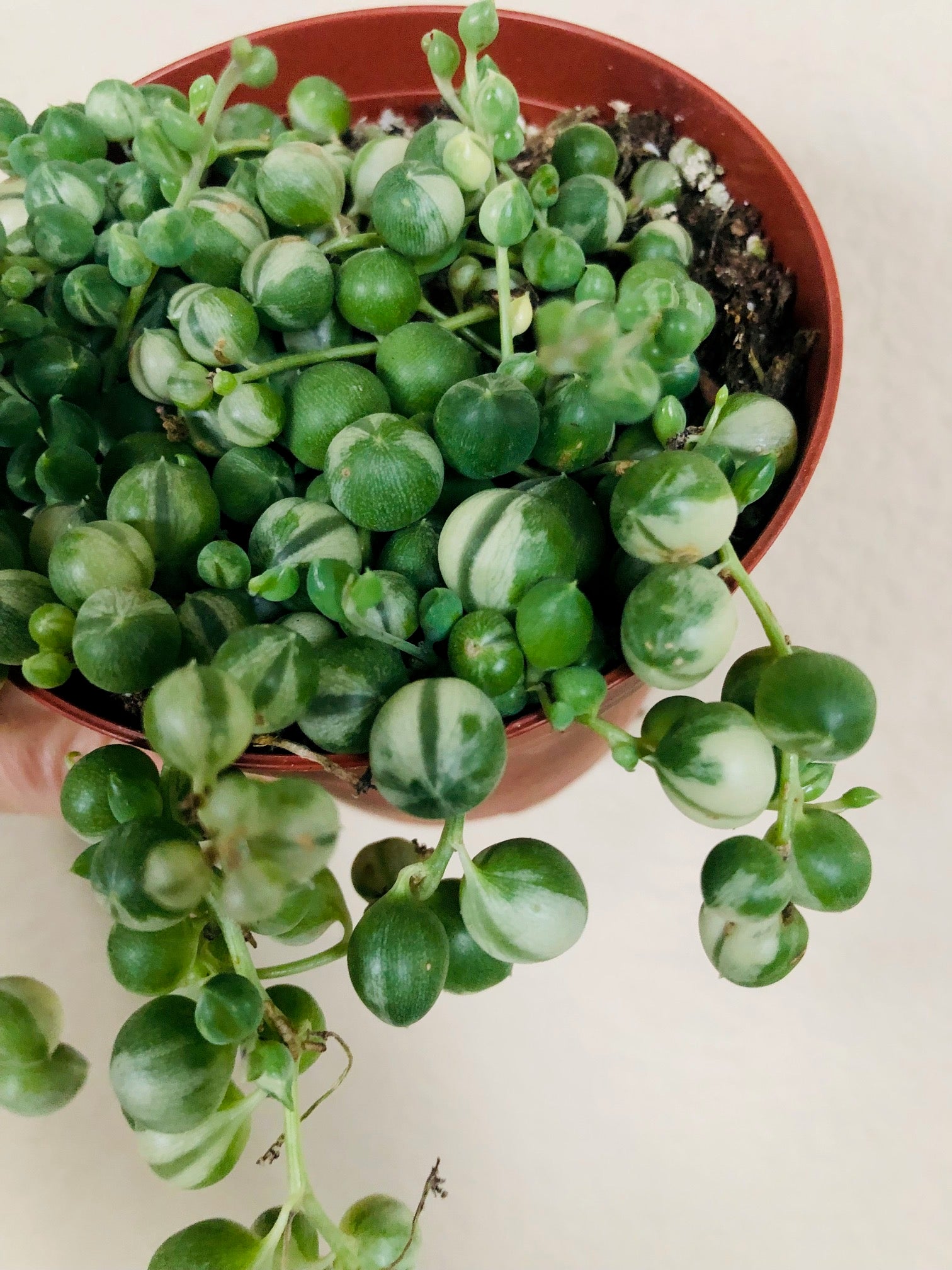 Variegated 'String of Pearls'