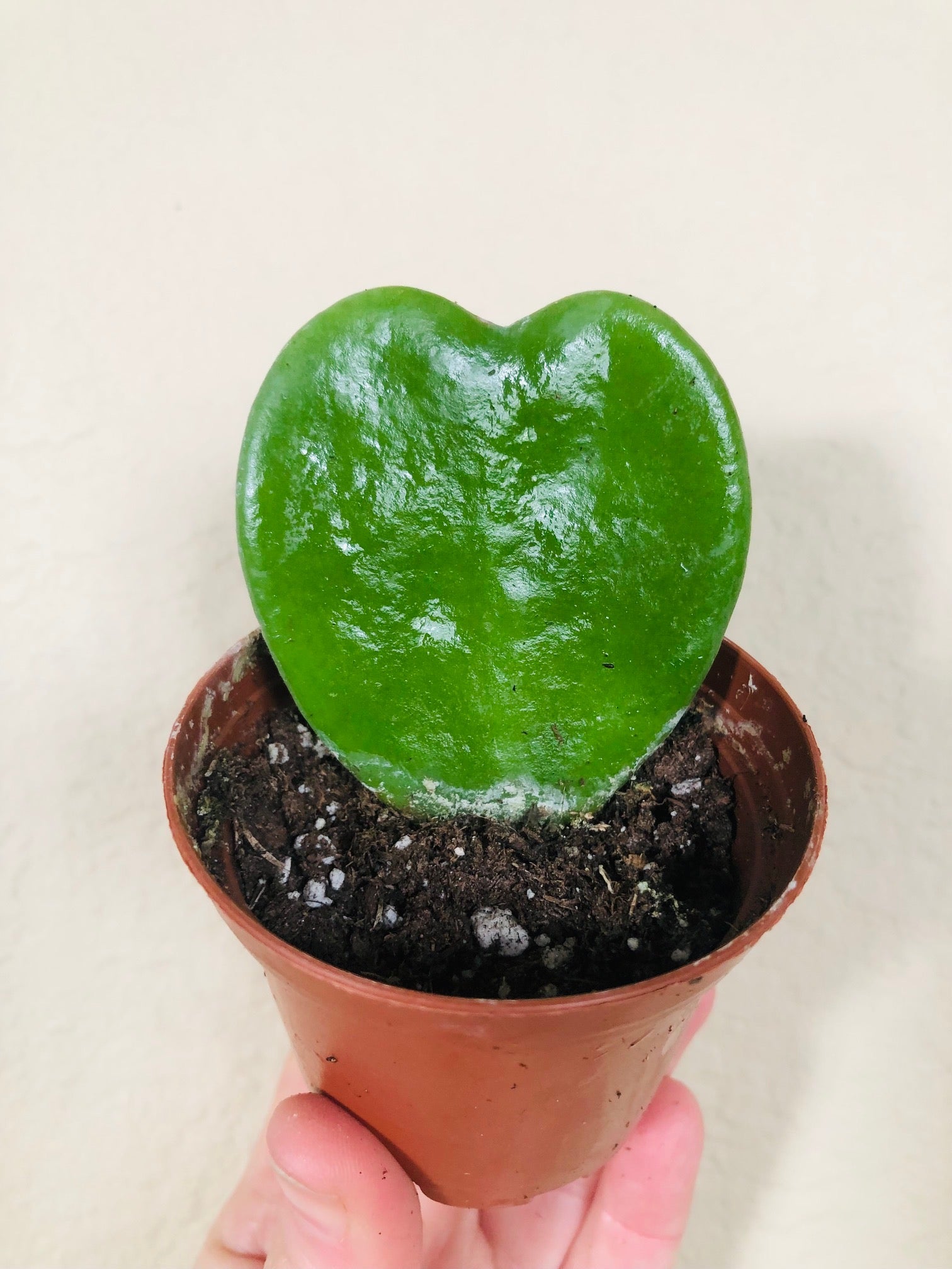 Hoya 'Sweetheart'