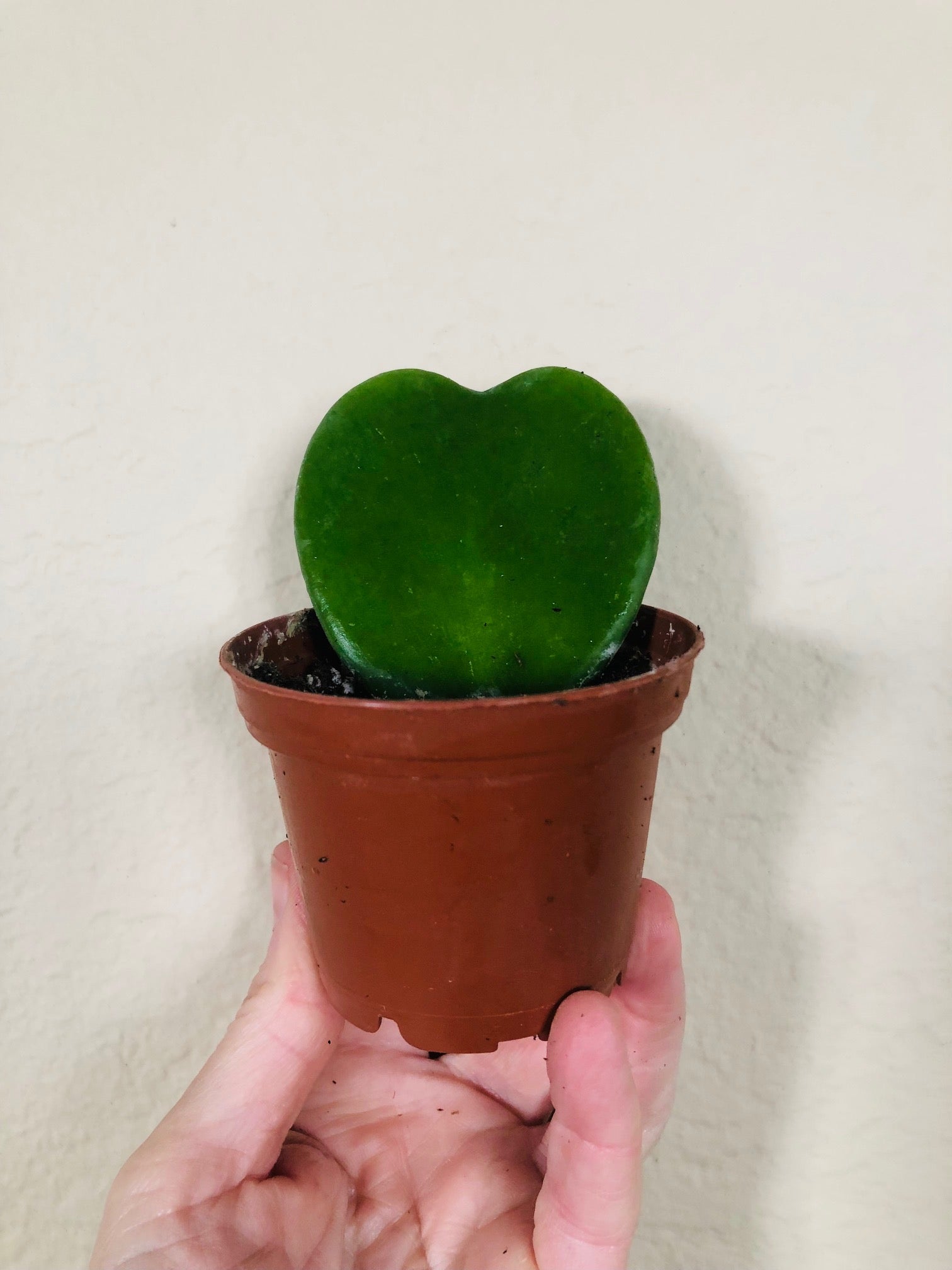 Hoya 'Sweetheart'
