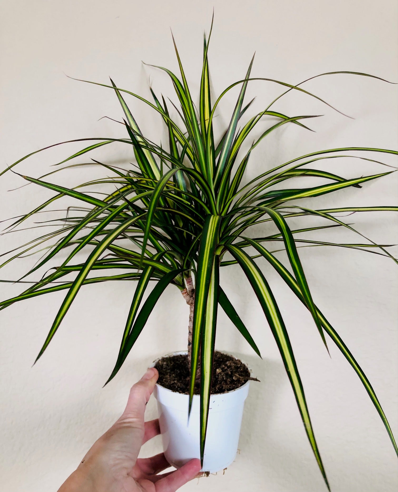 Dracaena 'Sunray Cane'