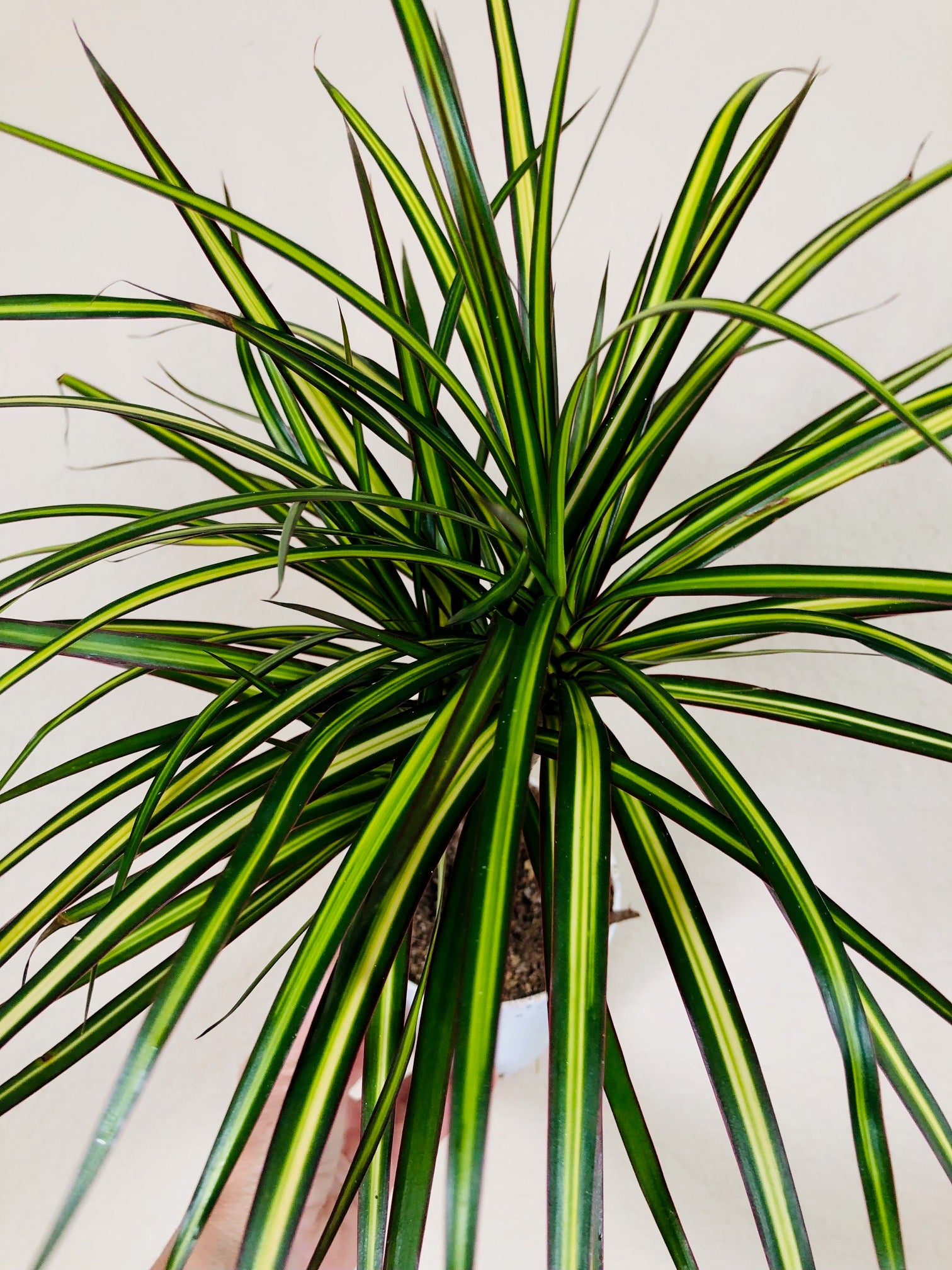 Dracaena 'Sunray Cane'