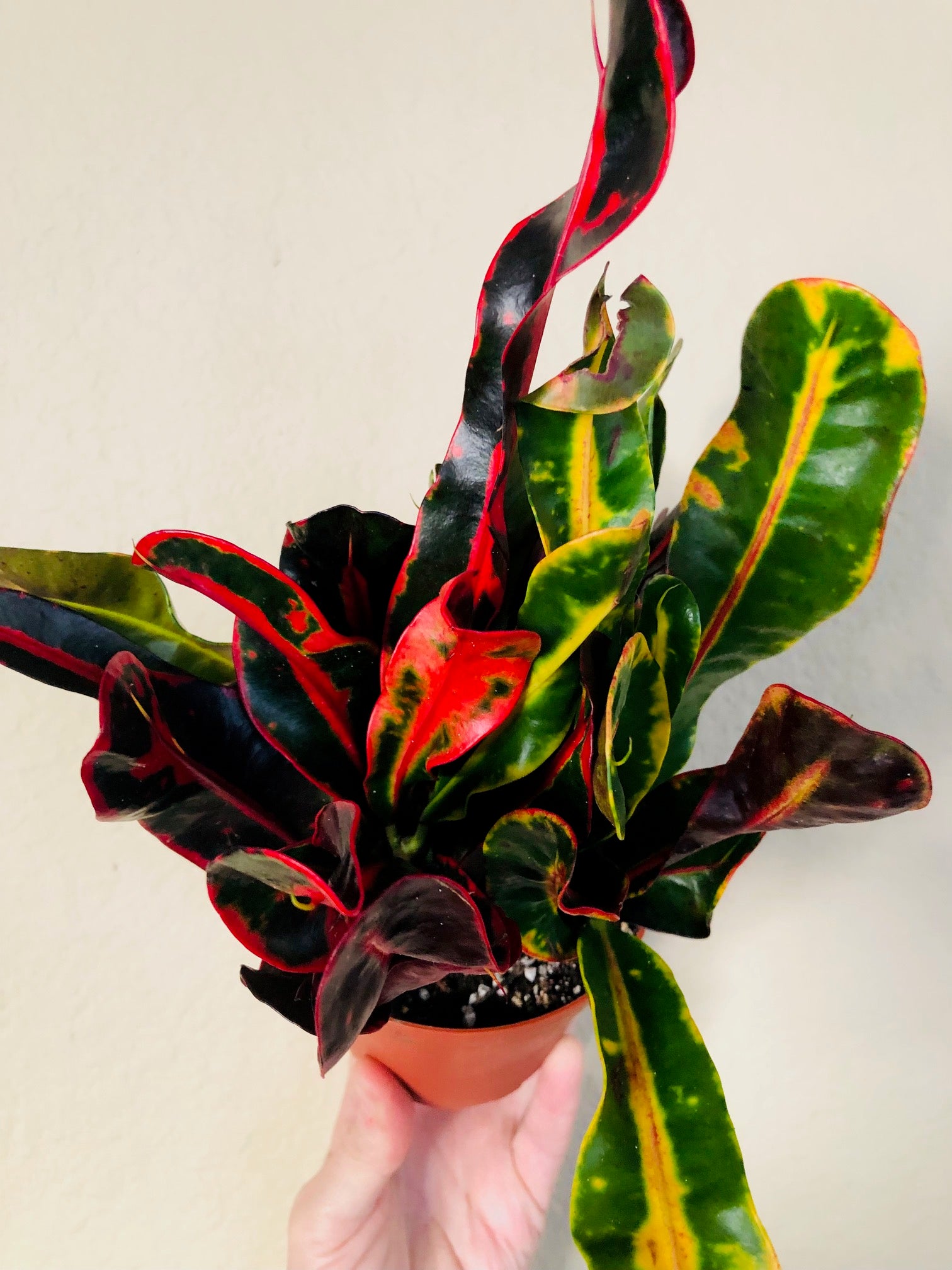 croton mammy close Croton 'Mammy'