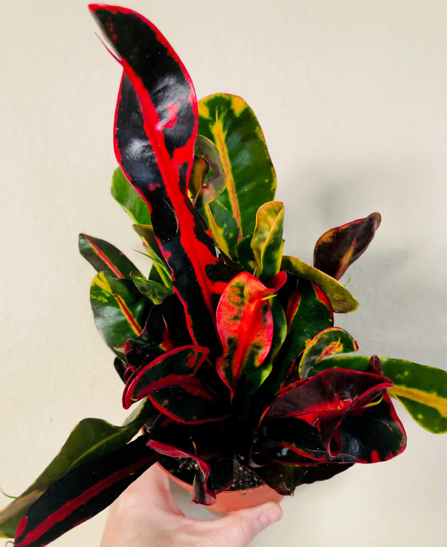 Croton 'Mammy'