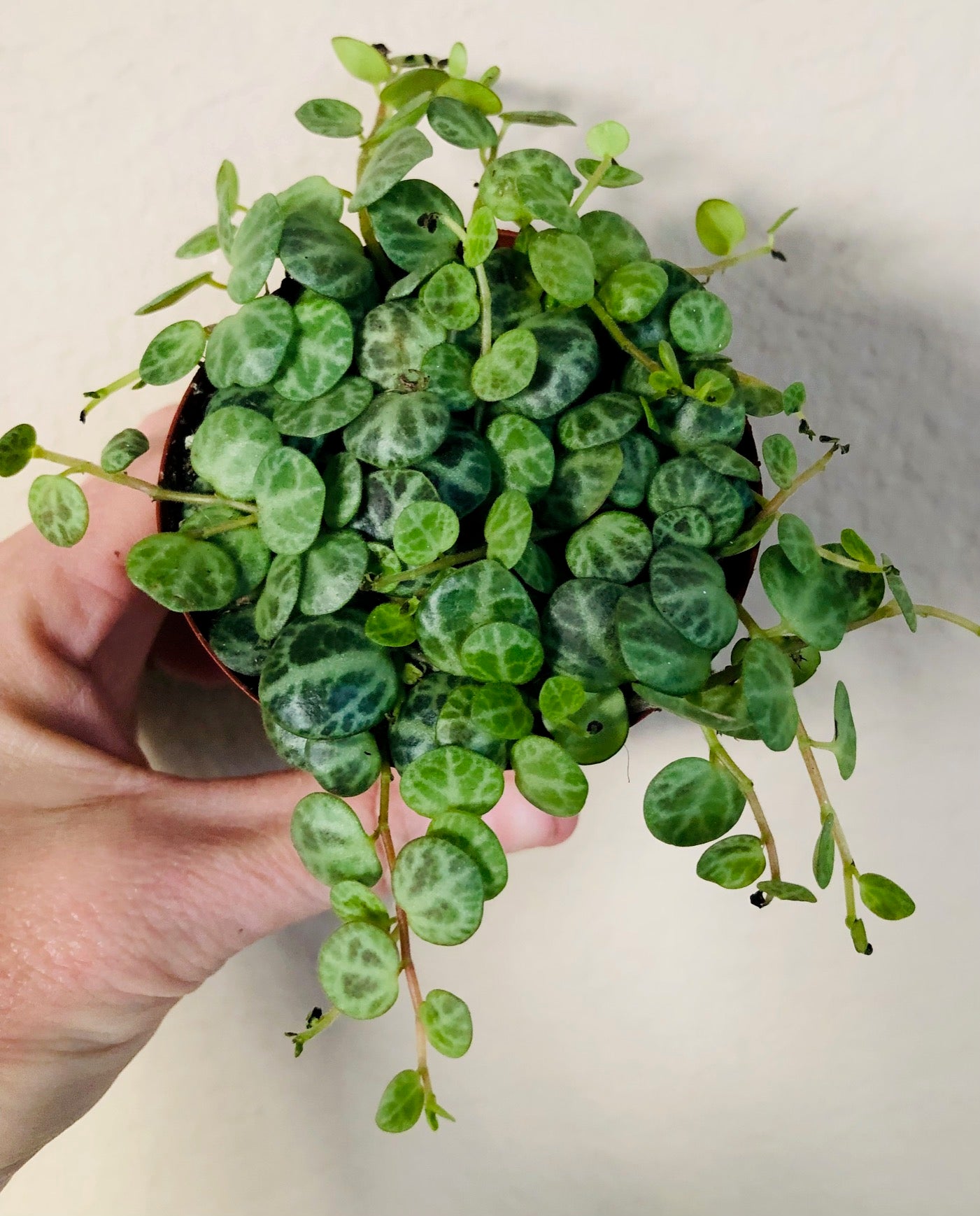String of Turtles