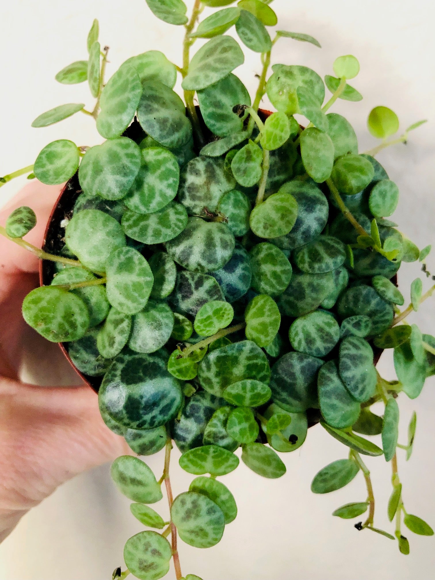String of Turtles