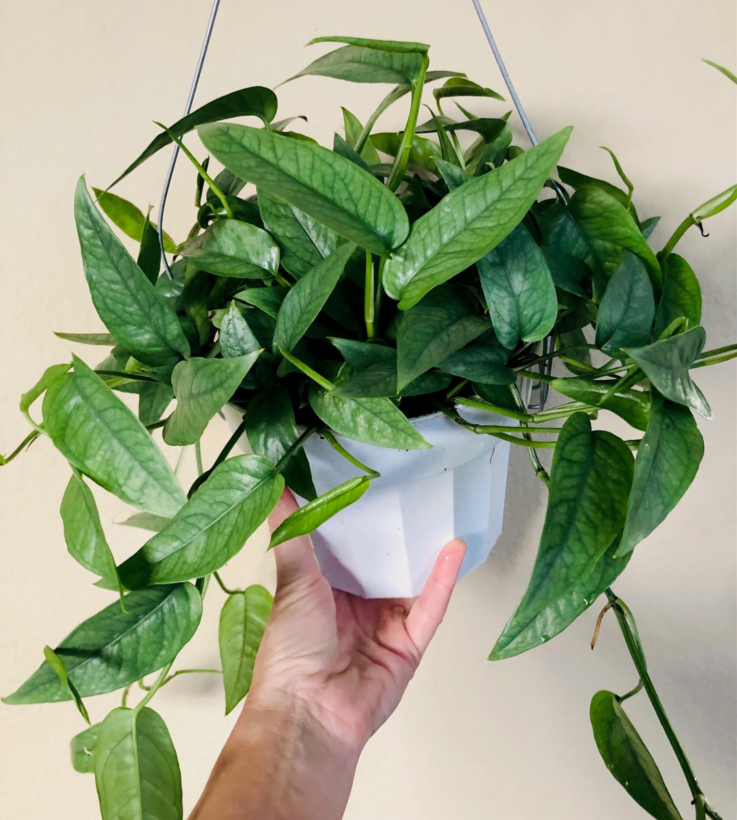 Pothos 'Cebu Blue'