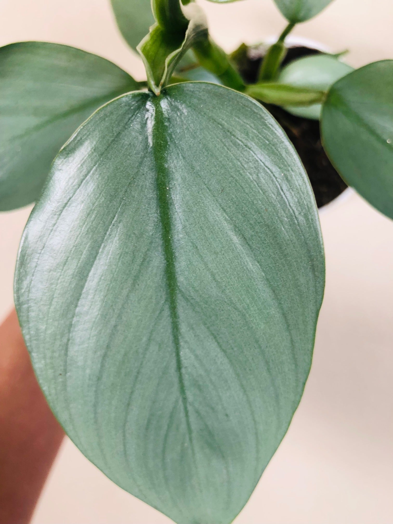 Philodendron 'Silver Sword'