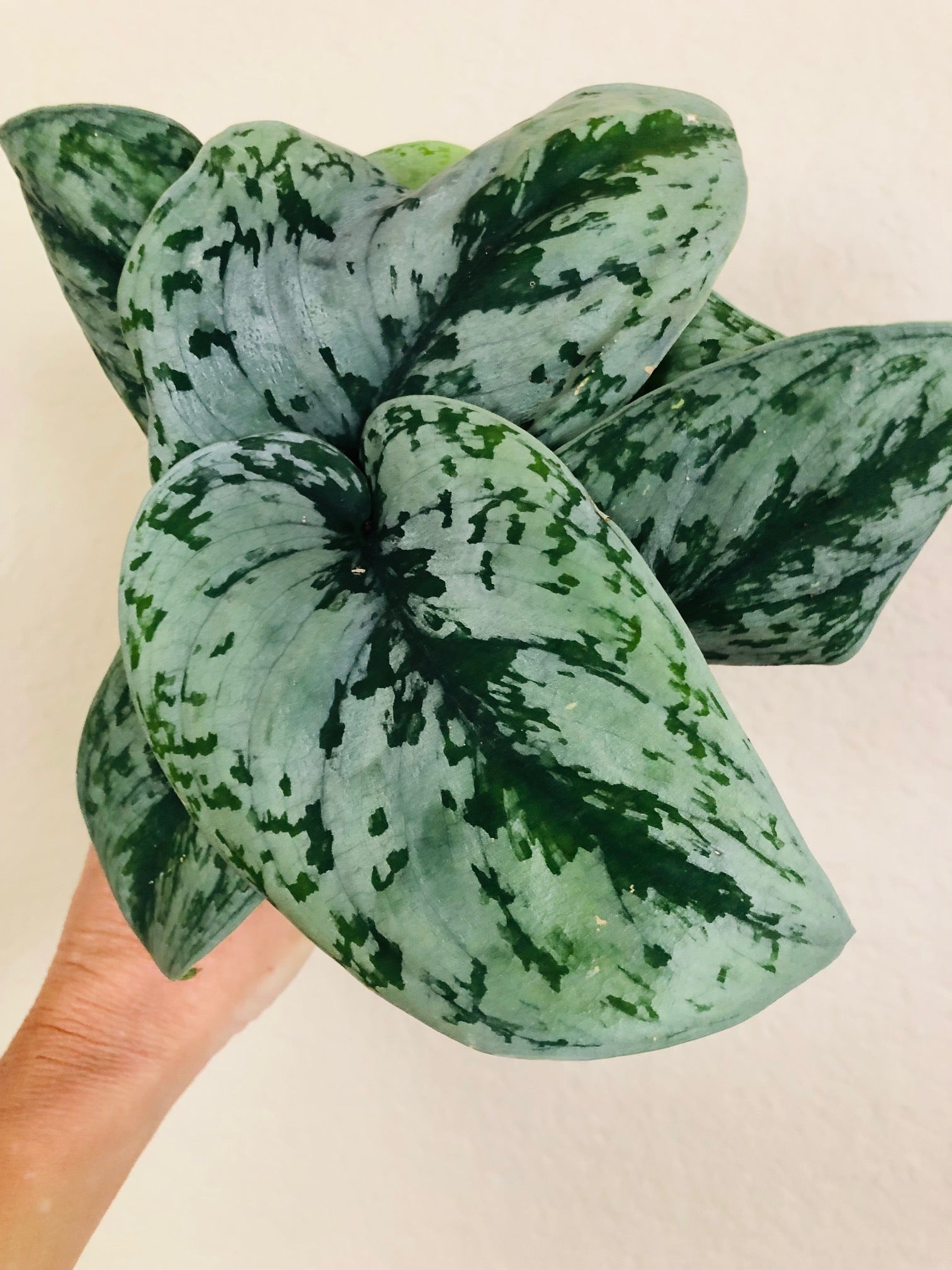 Scindapsus Pictus Exotica