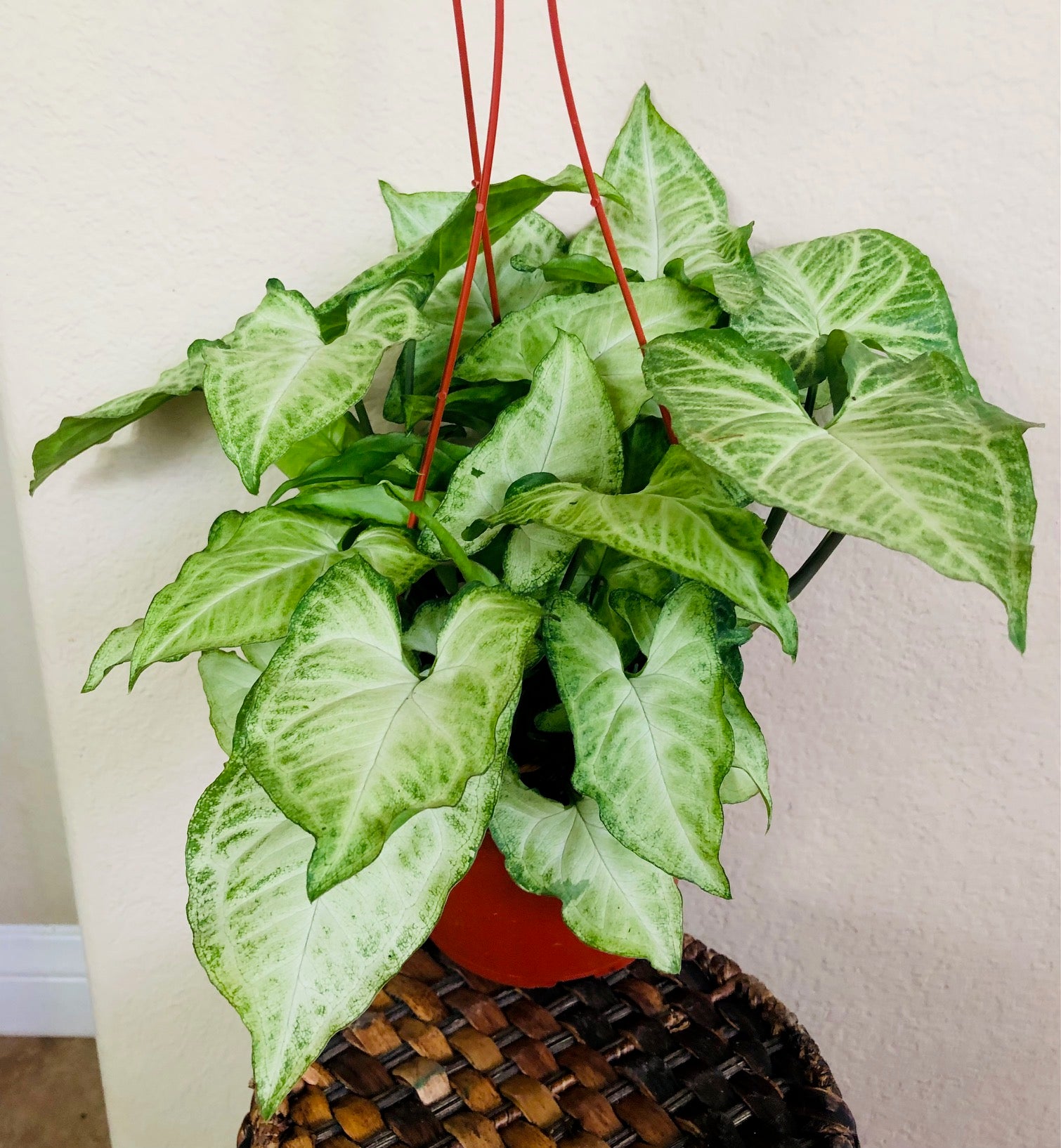 Syngonium 'White Butterfly'