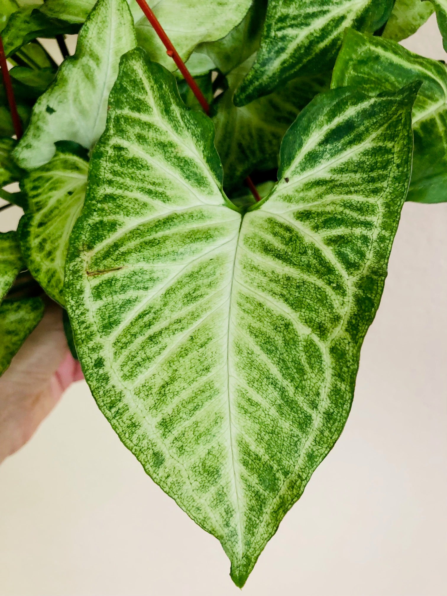 Syngonium 'White Butterfly'