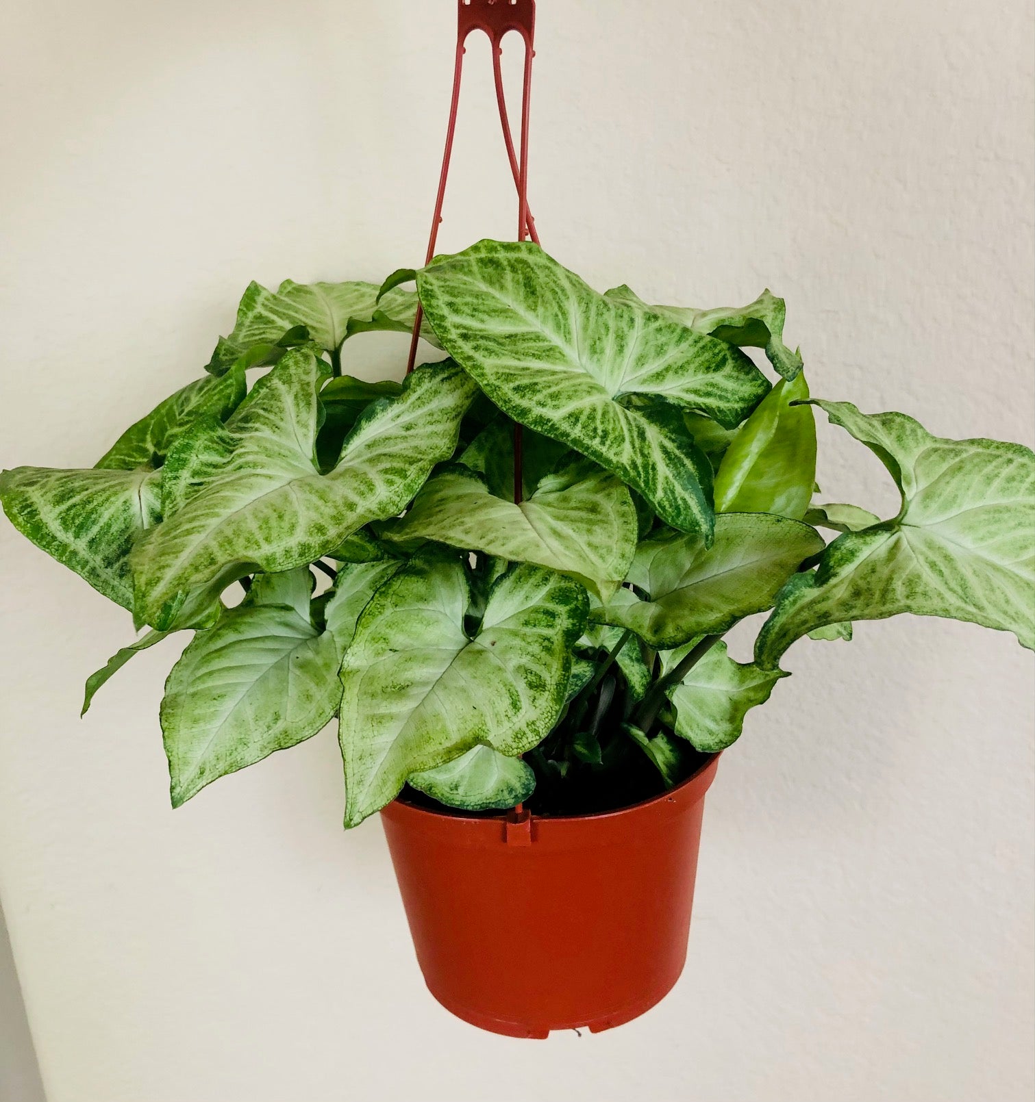 Syngonium 'White Butterfly'